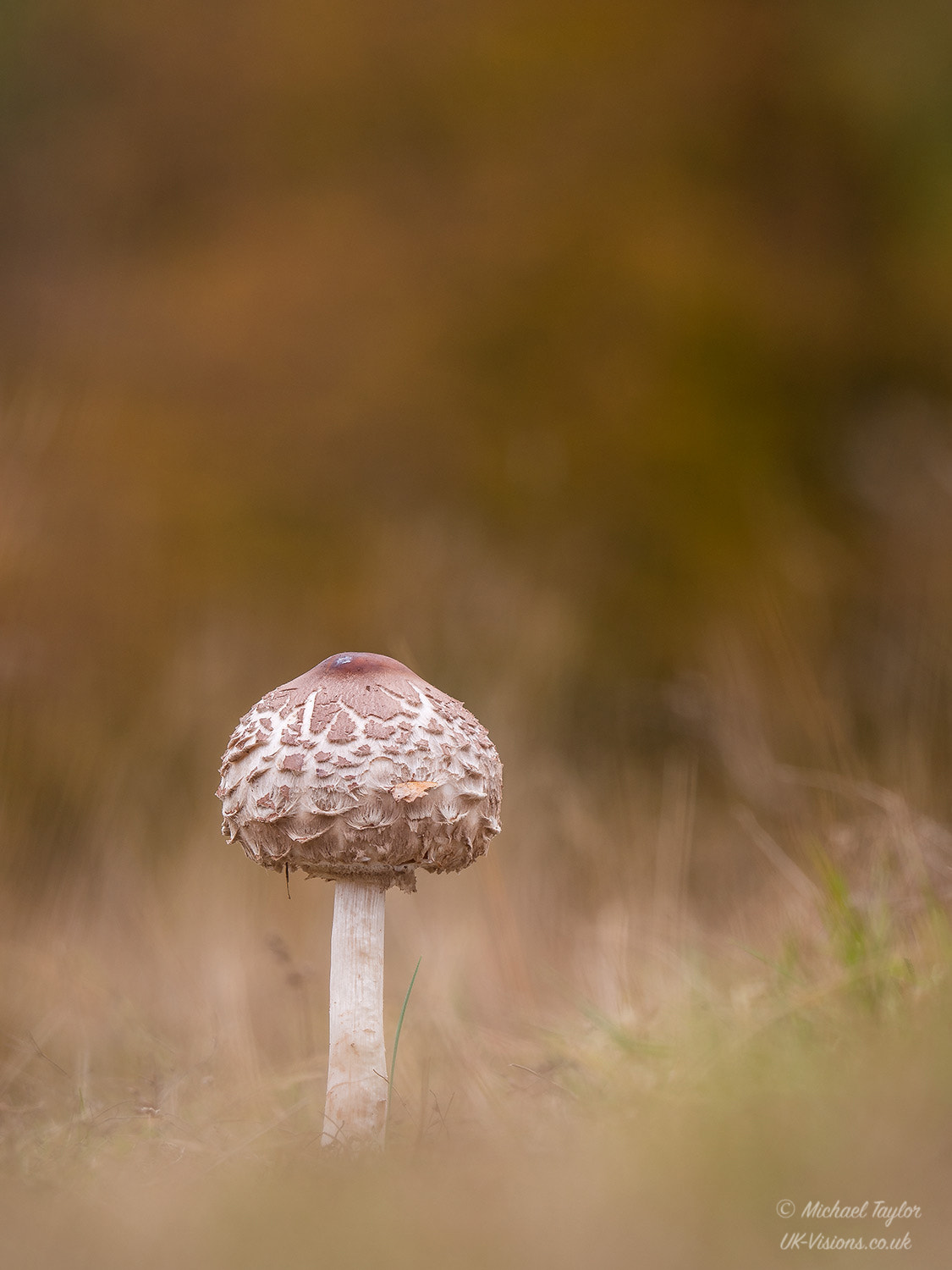 Panasonic Lumix DMC-GX8 sample photo. Autumnal parasol... photography