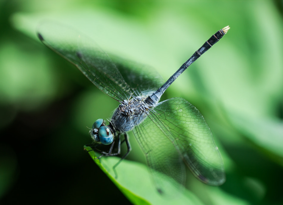 Canon EOS 550D (EOS Rebel T2i / EOS Kiss X4) sample photo. Dragonfly photography