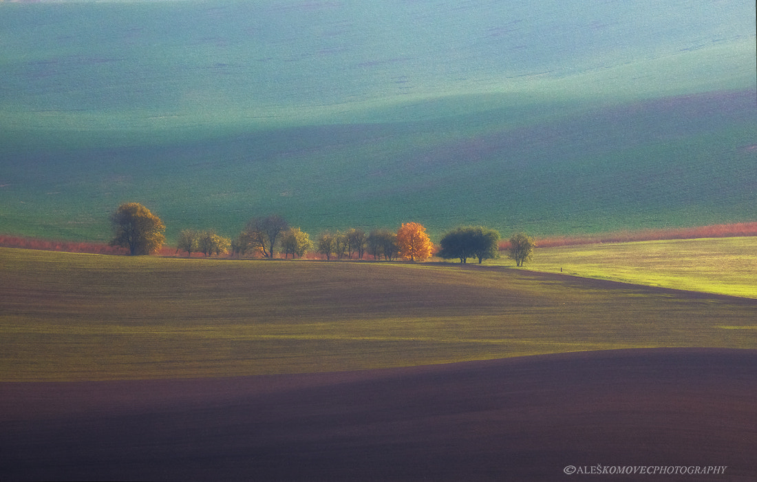 SIGMA 50-500mm F4-6.3 DG HSM sample photo. Autumn photography