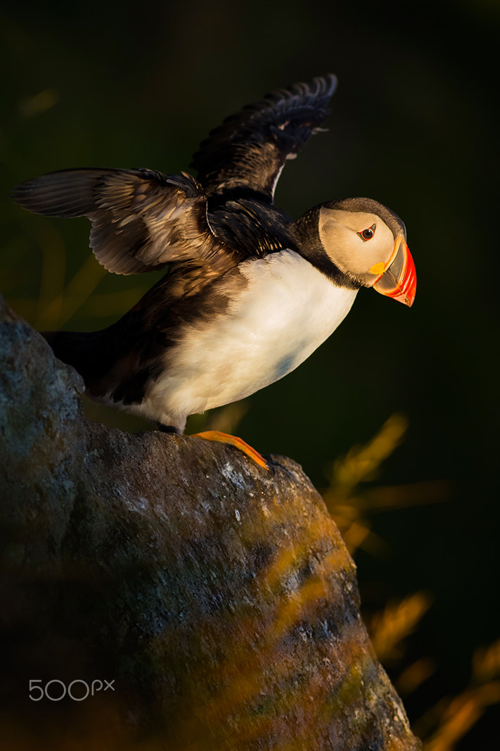 Canon EOS 6D + Canon EF 400mm F5.6L USM sample photo. Puffin of runde photography