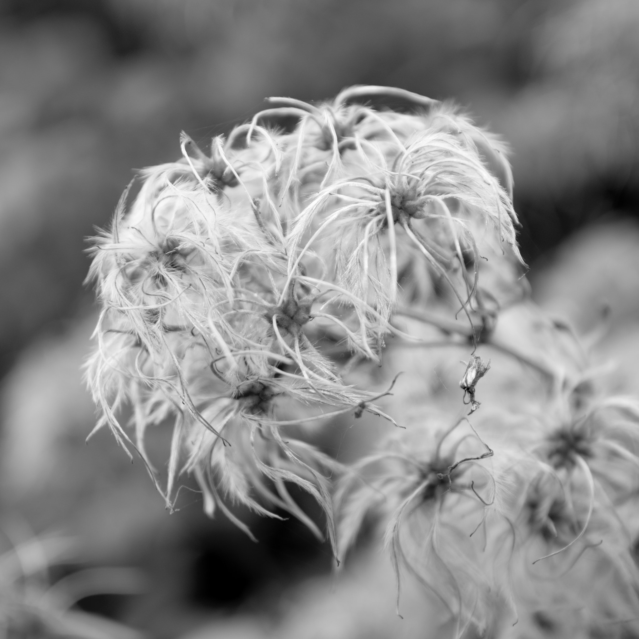 Sigma 17-50mm F2.8 EX DC HSM sample photo. Old mans beard photography