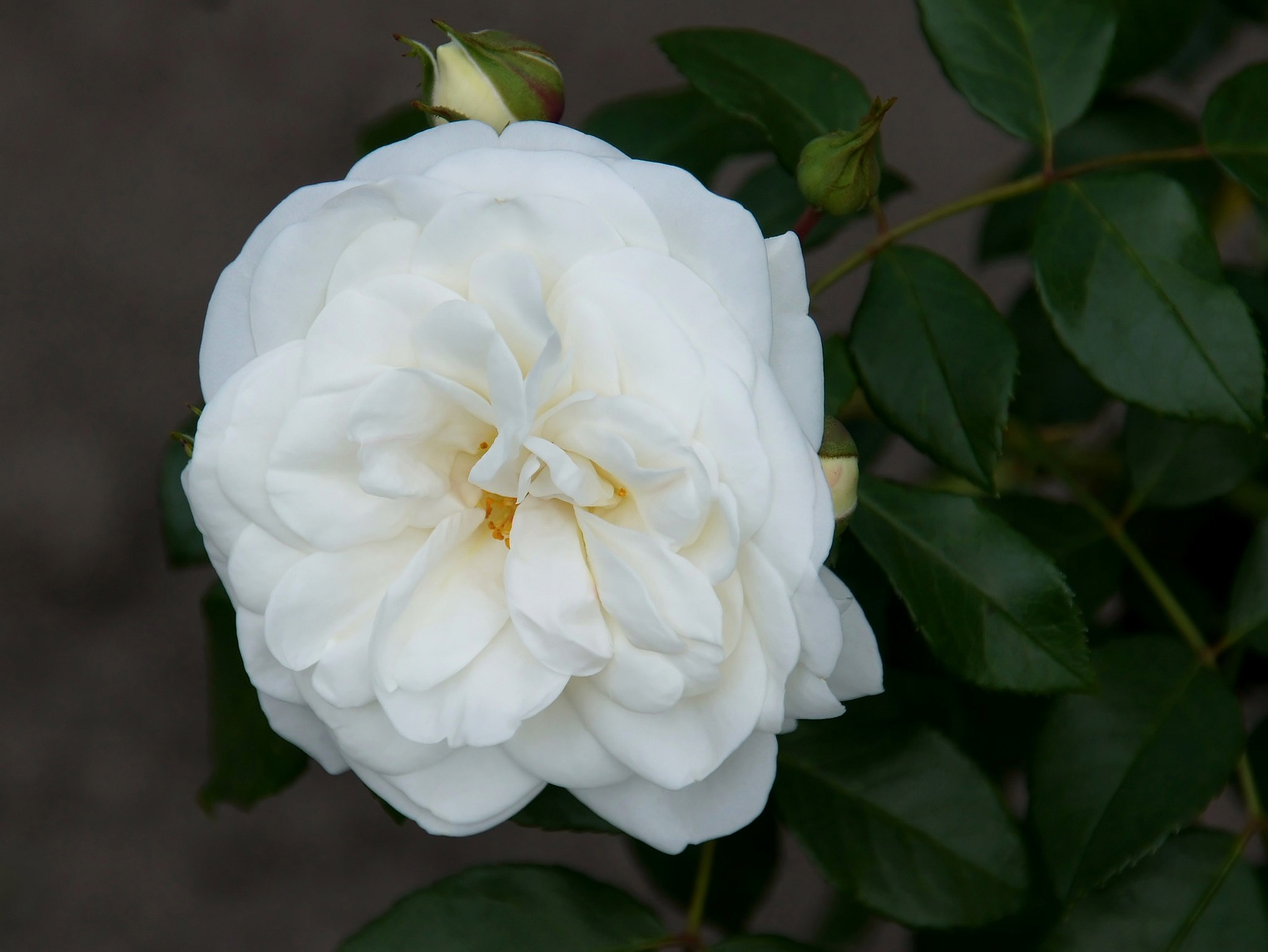 Sony Alpha DSLR-A450 + Sigma 18-200mm F3.5-6.3 DC sample photo. White rose-5 photography
