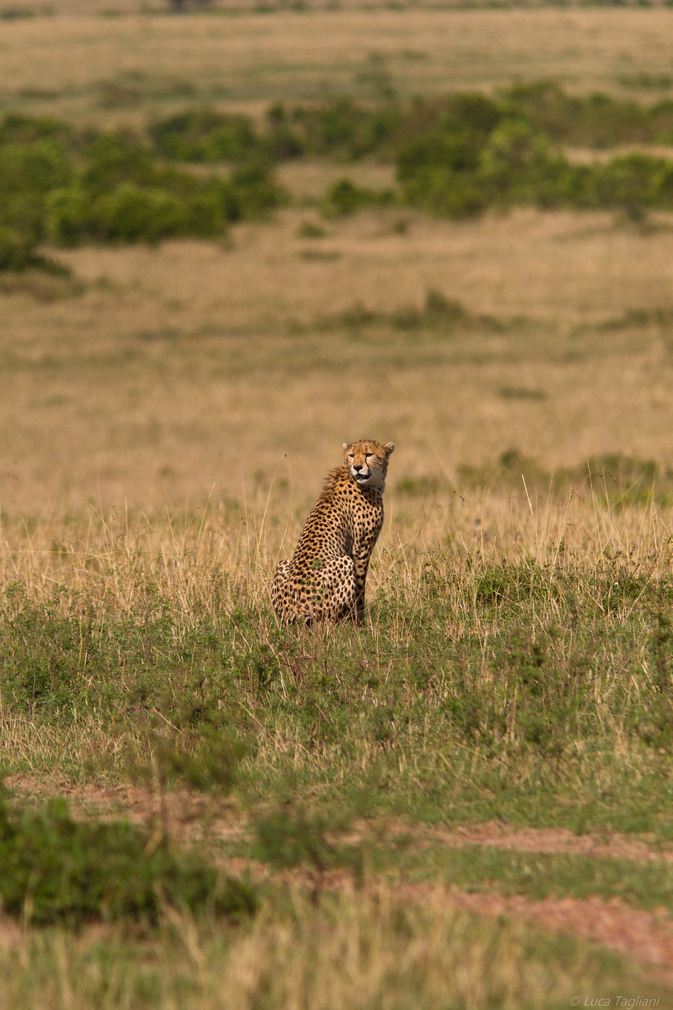 Canon EF 300mm F4L IS USM sample photo. Savane photography