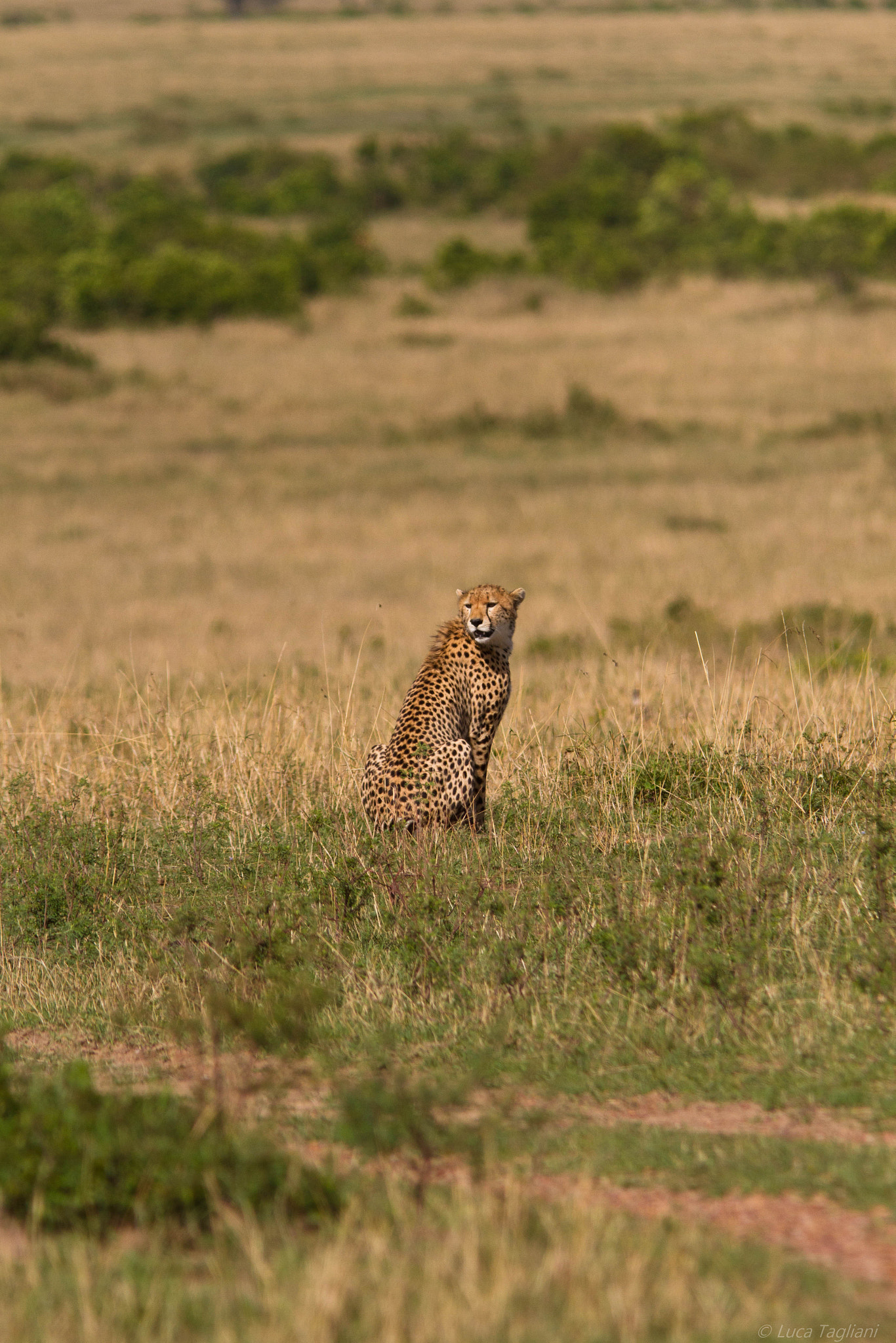 Canon EOS 7D + Canon EF 300mm F4L IS USM sample photo. Savane photography