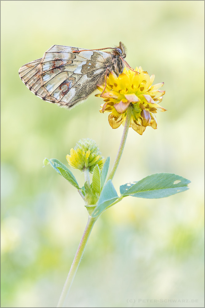 Sigma 150mm f/2.8 EX DG OS HSM APO Macro sample photo. Boloria napaea photography