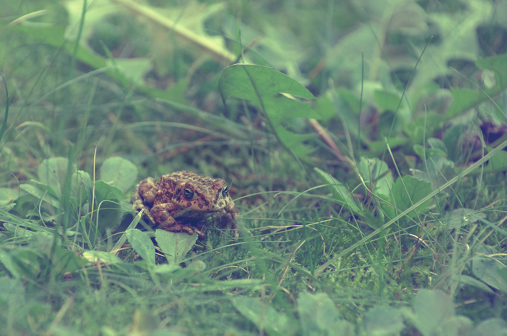Pentax smc DA* 50-135mm F2.8 ED (IF) SDM sample photo. Toad matte photography