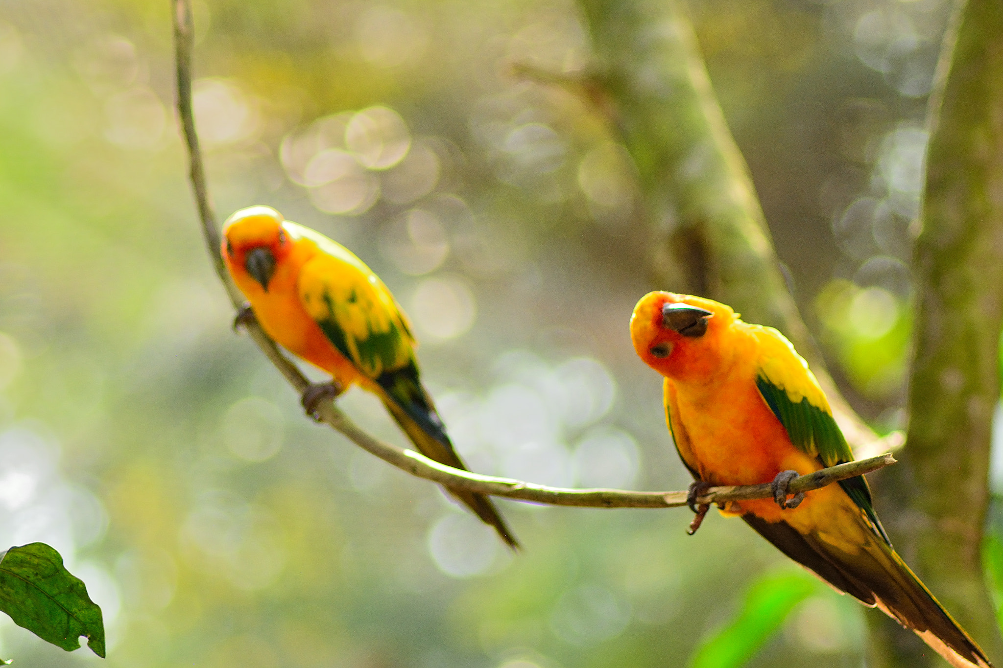 Nikon AF Nikkor 70-300mm F4-5.6G sample photo. Parrots captured  photography