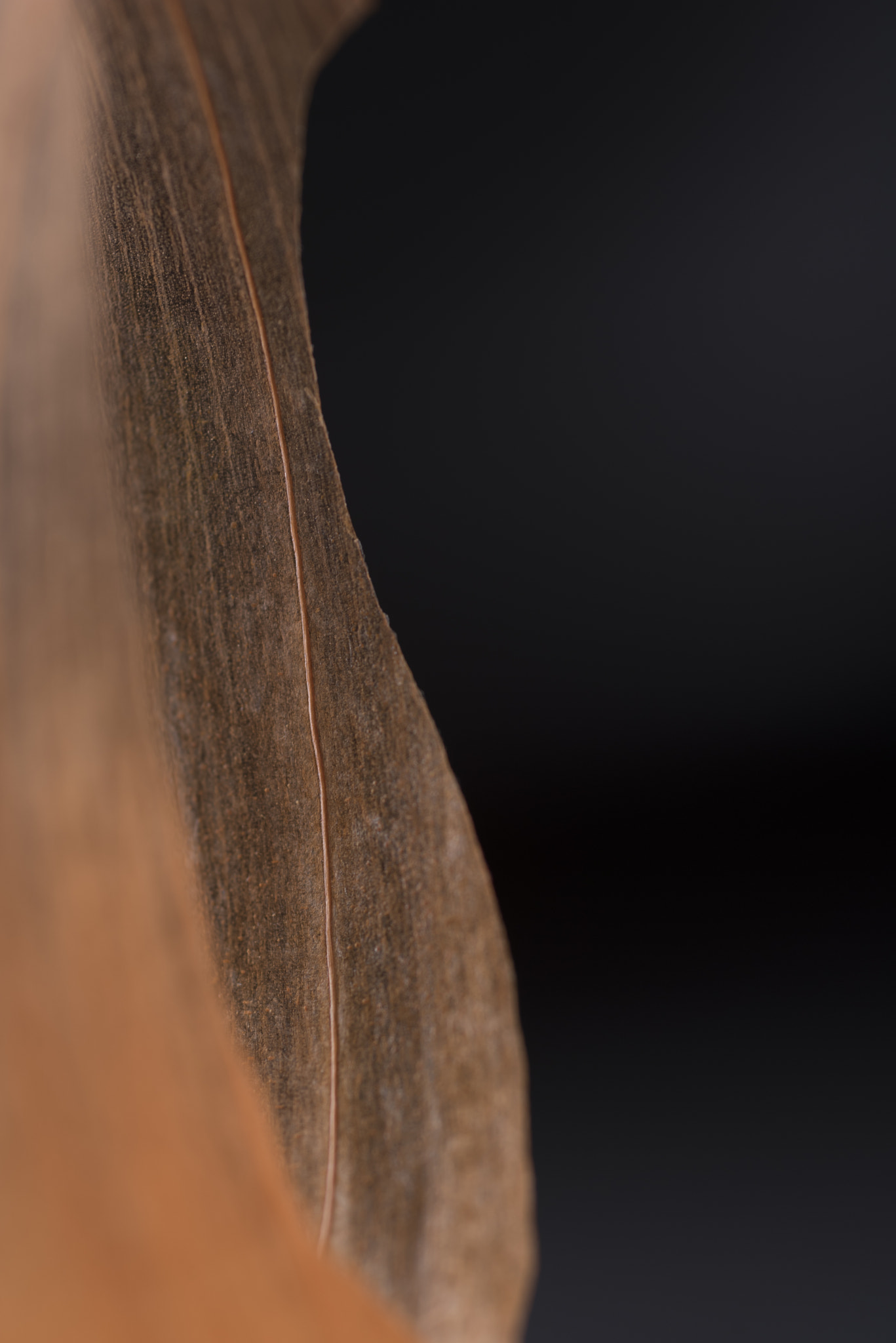 Nikon D750 + AF Micro-Nikkor 60mm f/2.8 sample photo. Onion photography