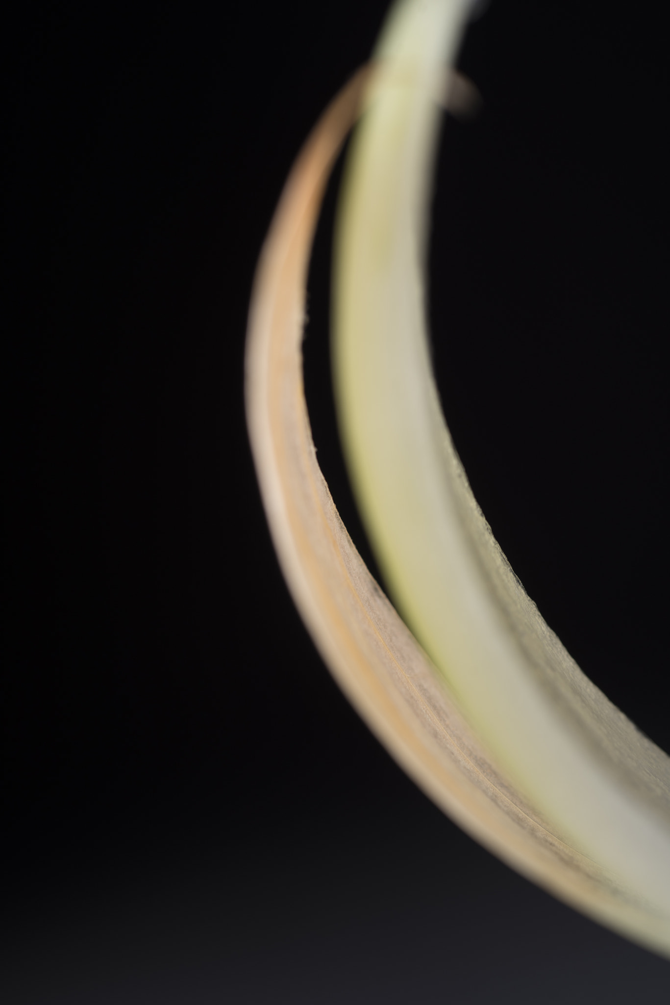 Nikon D750 + AF Micro-Nikkor 60mm f/2.8 sample photo. Onion photography