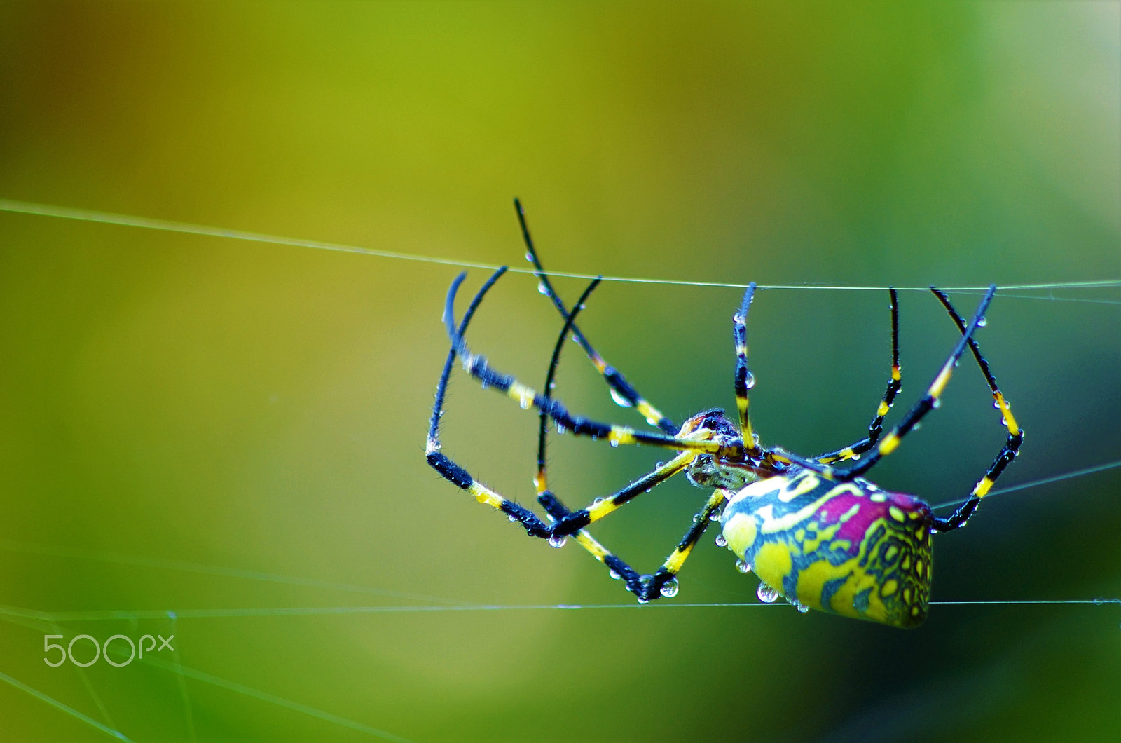 Pentax K-5 IIs sample photo. Walking alone the spider silk photography