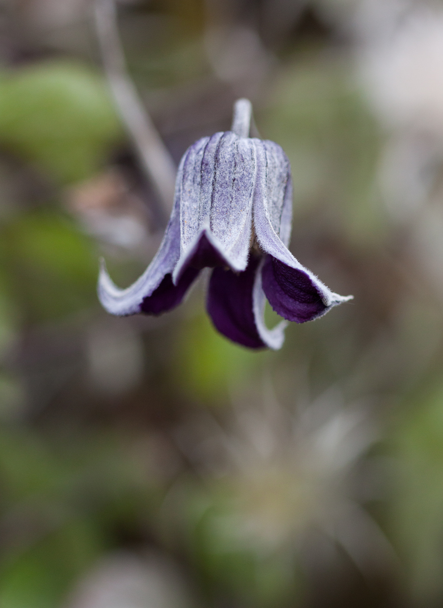 Canon EF 100mm F2.8 Macro USM sample photo. Flower photography