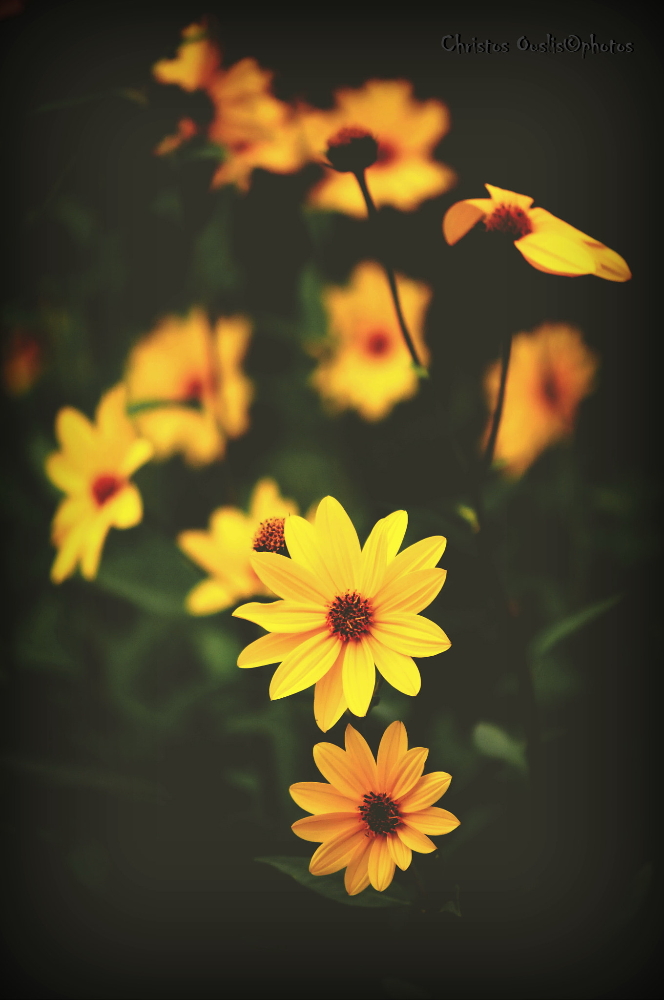 Nikon AF-S DX Micro-Nikkor 85mm F3.5G ED VR sample photo. Bloemen 1 photography