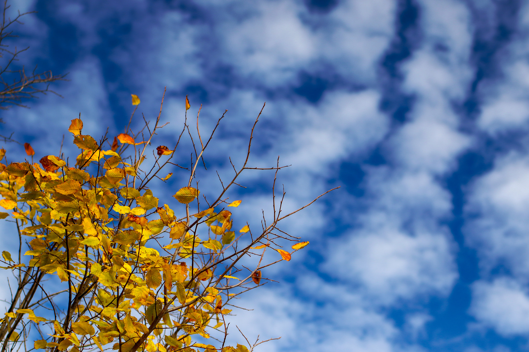 Tamron SP 45mm F1.8 Di VC USD sample photo. Autumn's colors* photography