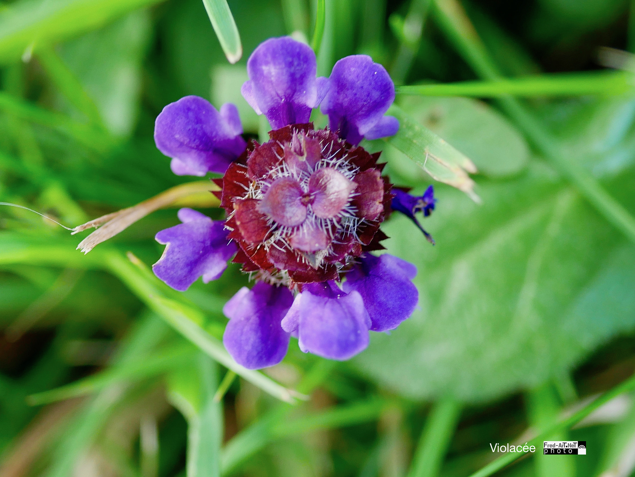 Panasonic DMC-G70 + Panasonic Lumix G Macro 30mm F2.8 ASPH Mega OIS sample photo. Violacée photography