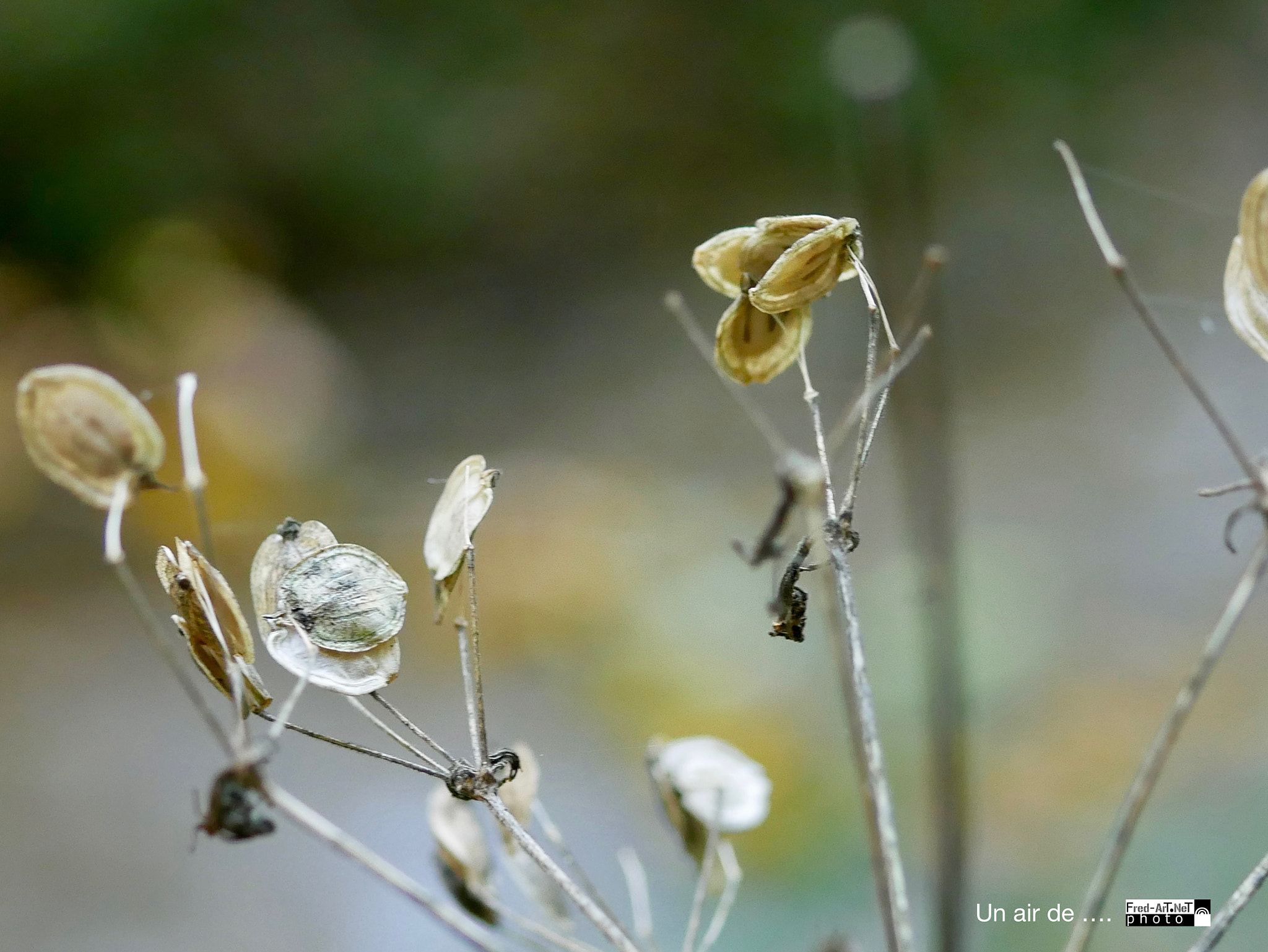 Panasonic DMC-G70 sample photo. Un air de .... photography