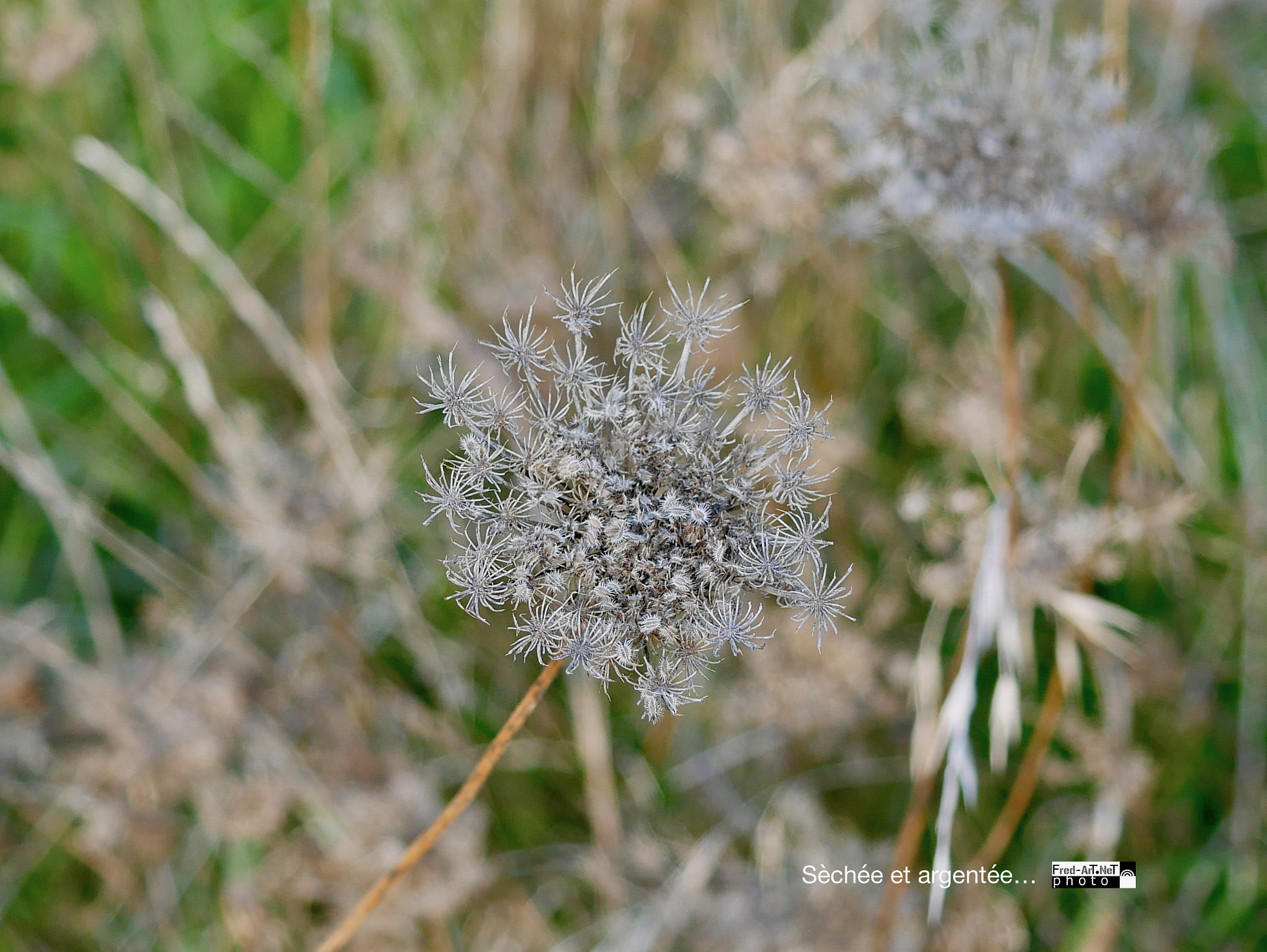 Panasonic DMC-G70 + Panasonic Lumix G Macro 30mm F2.8 ASPH Mega OIS sample photo. Argentée photography