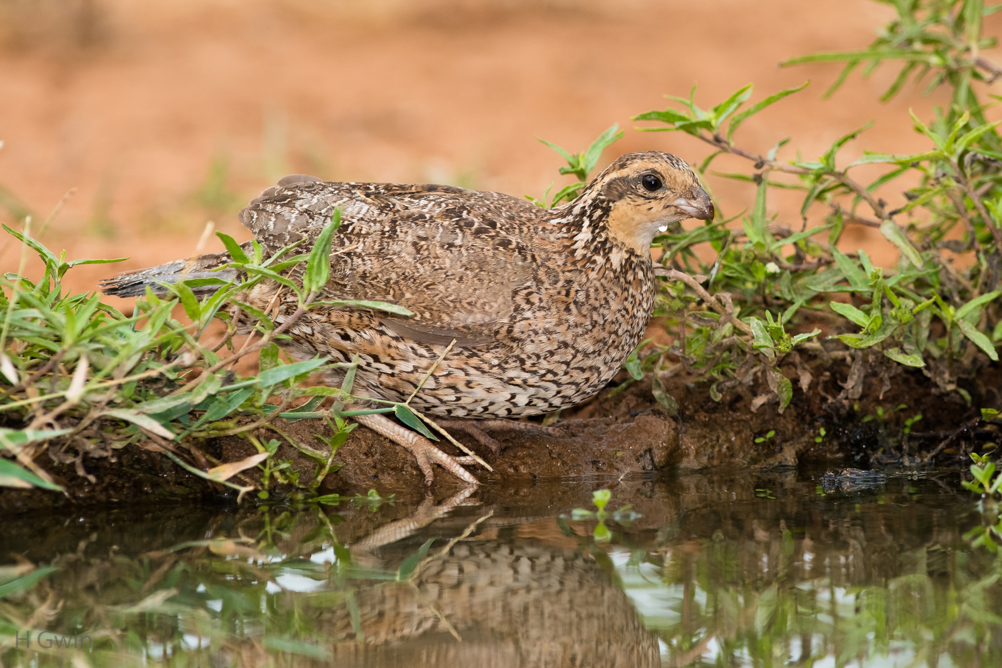 Nikon AF-S Nikkor 300mm F2.8G ED VR II sample photo. Northern bobwhite quail photography