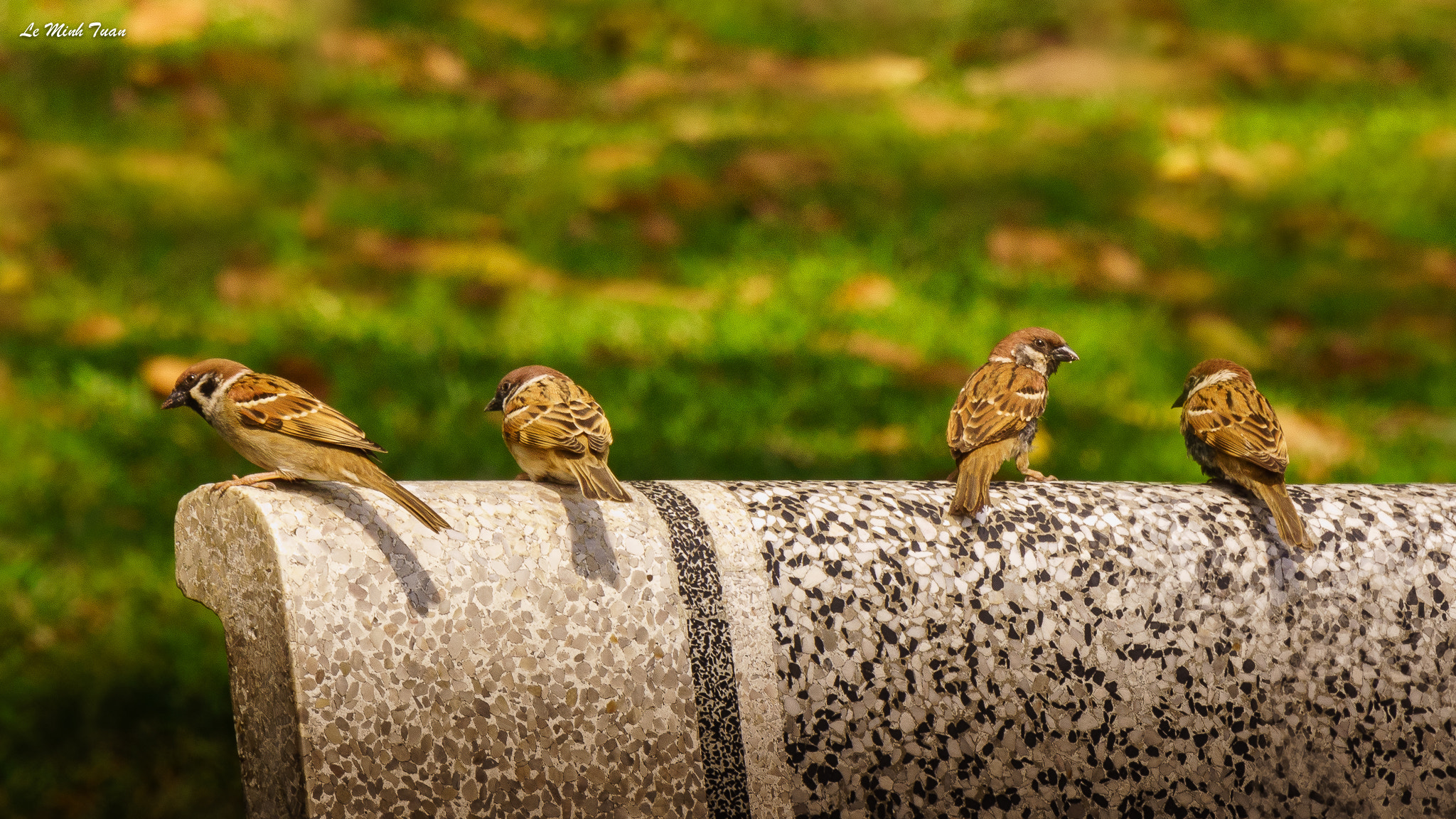 Sony Alpha NEX-7 + Sony E 55-210mm F4.5-6.3 OSS sample photo. A noon chat photography