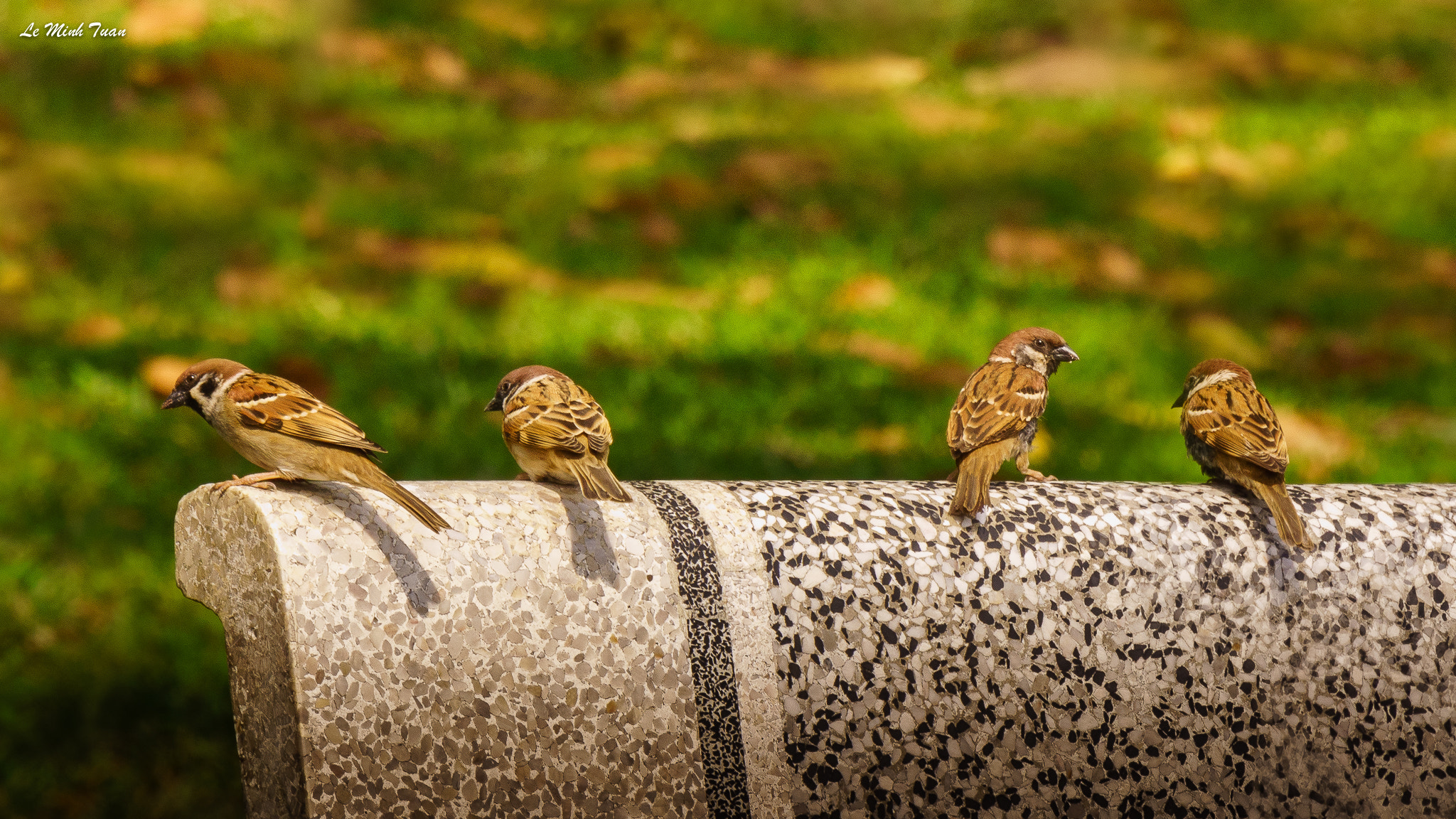 Sony Alpha NEX-7 sample photo. A noon chat photography