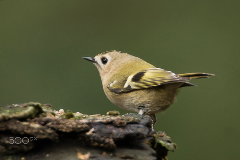 Sony ILCA-77M2 sample photo. Goldcrest photography