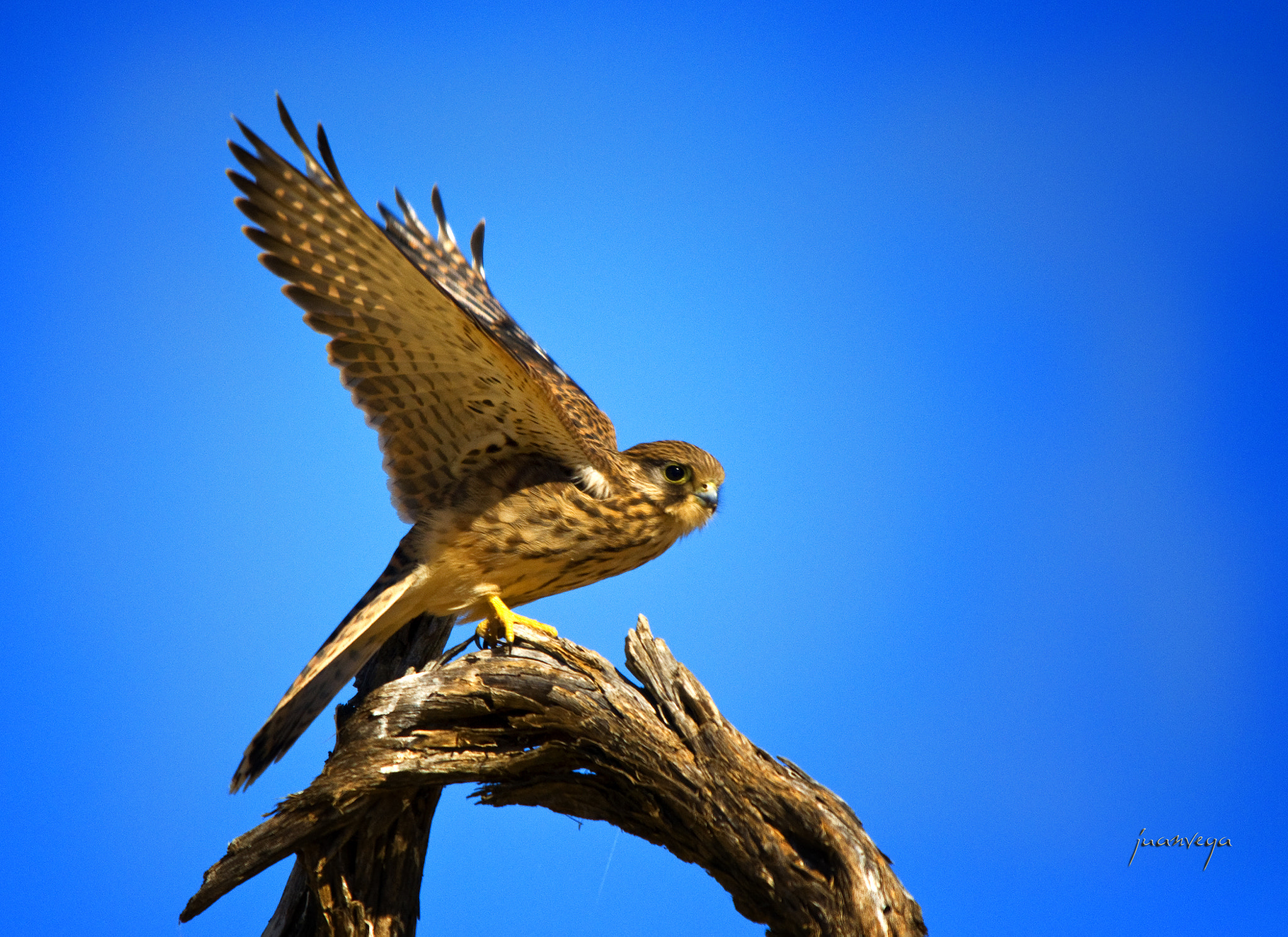 Sigma 150-500mm F5-6.3 DG OS HSM sample photo. Vuelo ??? photography