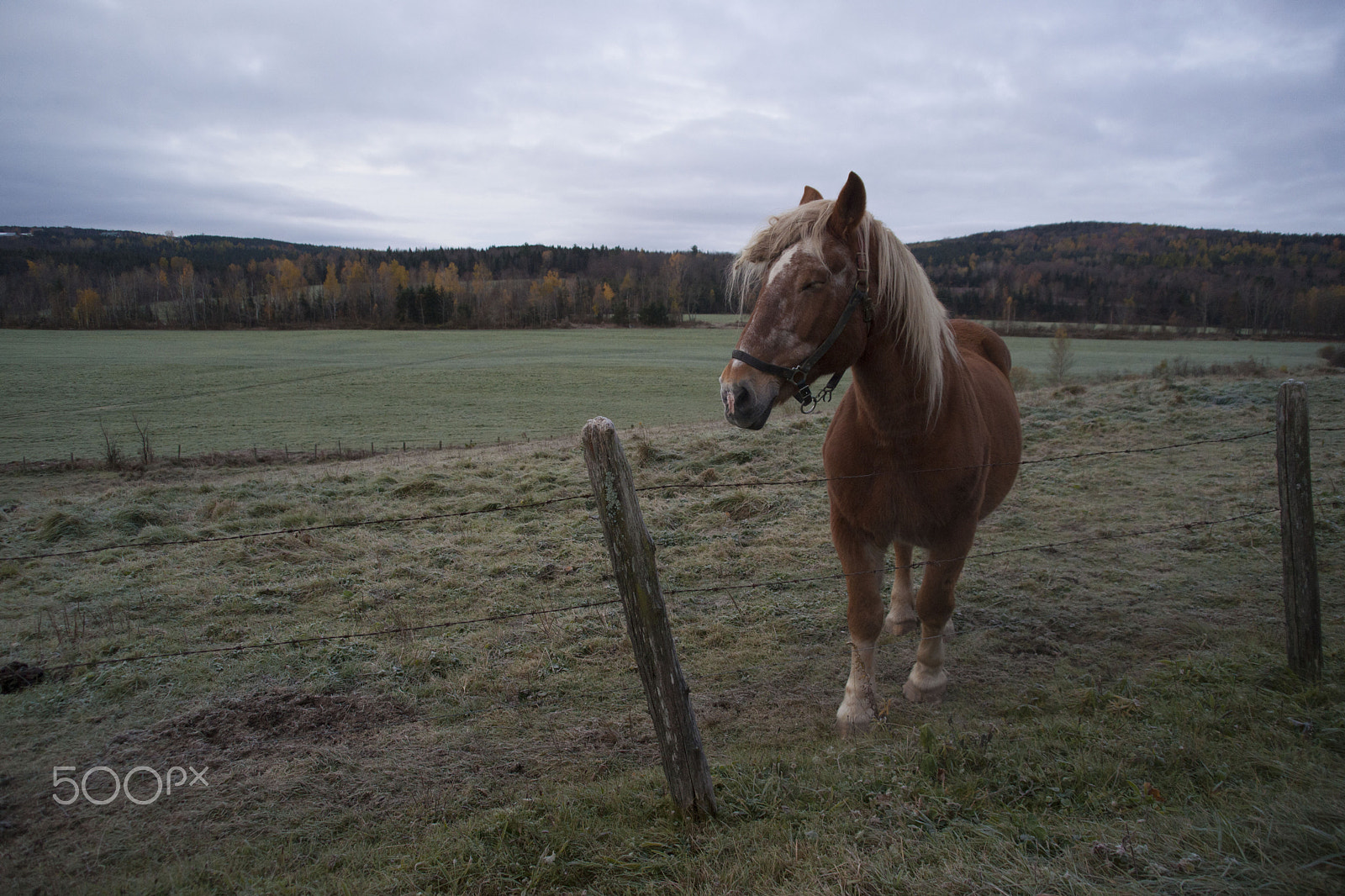 Minolta/Sony AF 24-105mm F3.5-4.5 (D) sample photo. Beautiful horse photography