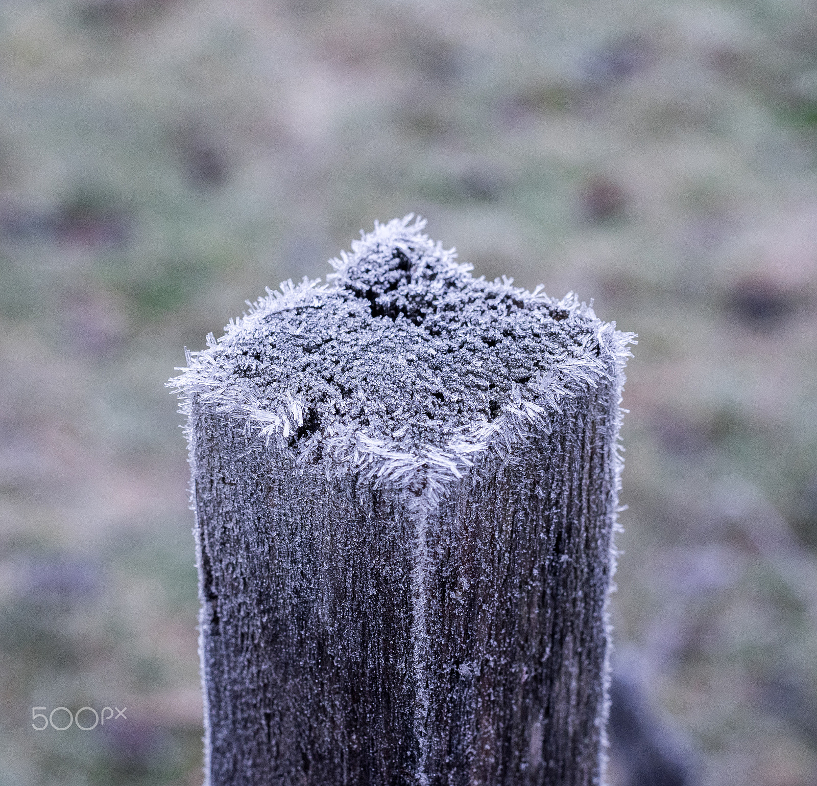 Pentax K-3 + Pentax smc FA 50mm F1.4 sample photo. Frozen photography