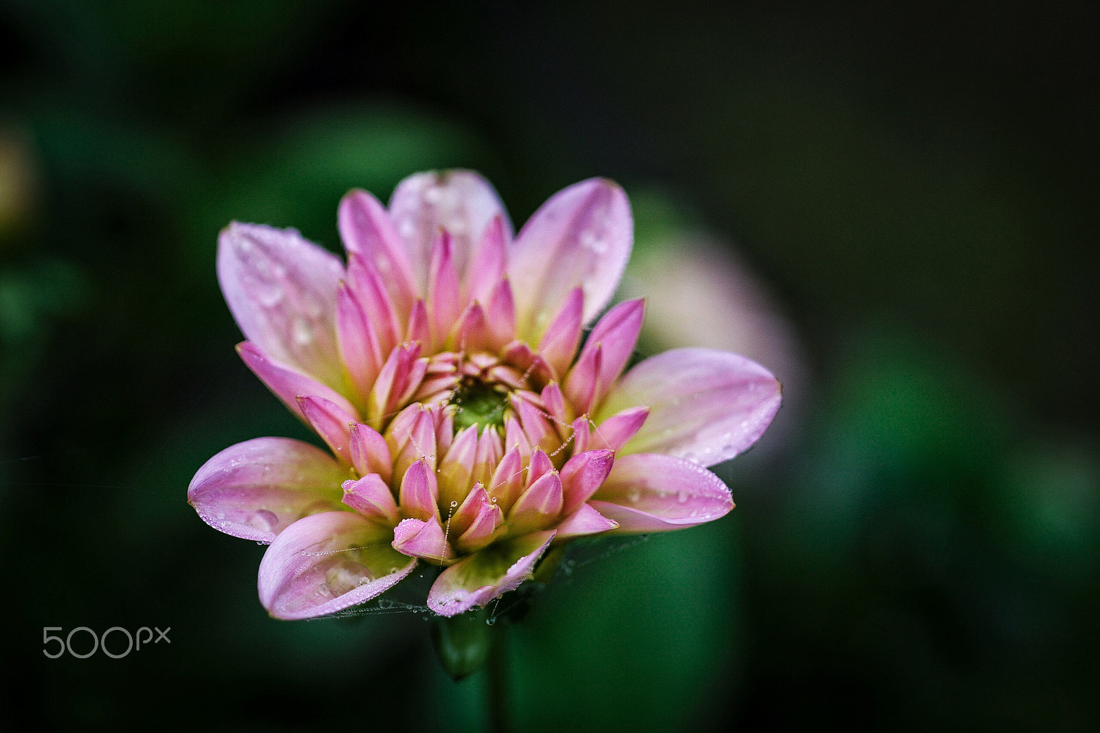 Canon EOS 100D (EOS Rebel SL1 / EOS Kiss X7) + Canon EF 50mm F2.5 Macro sample photo. Pink dahlia photography