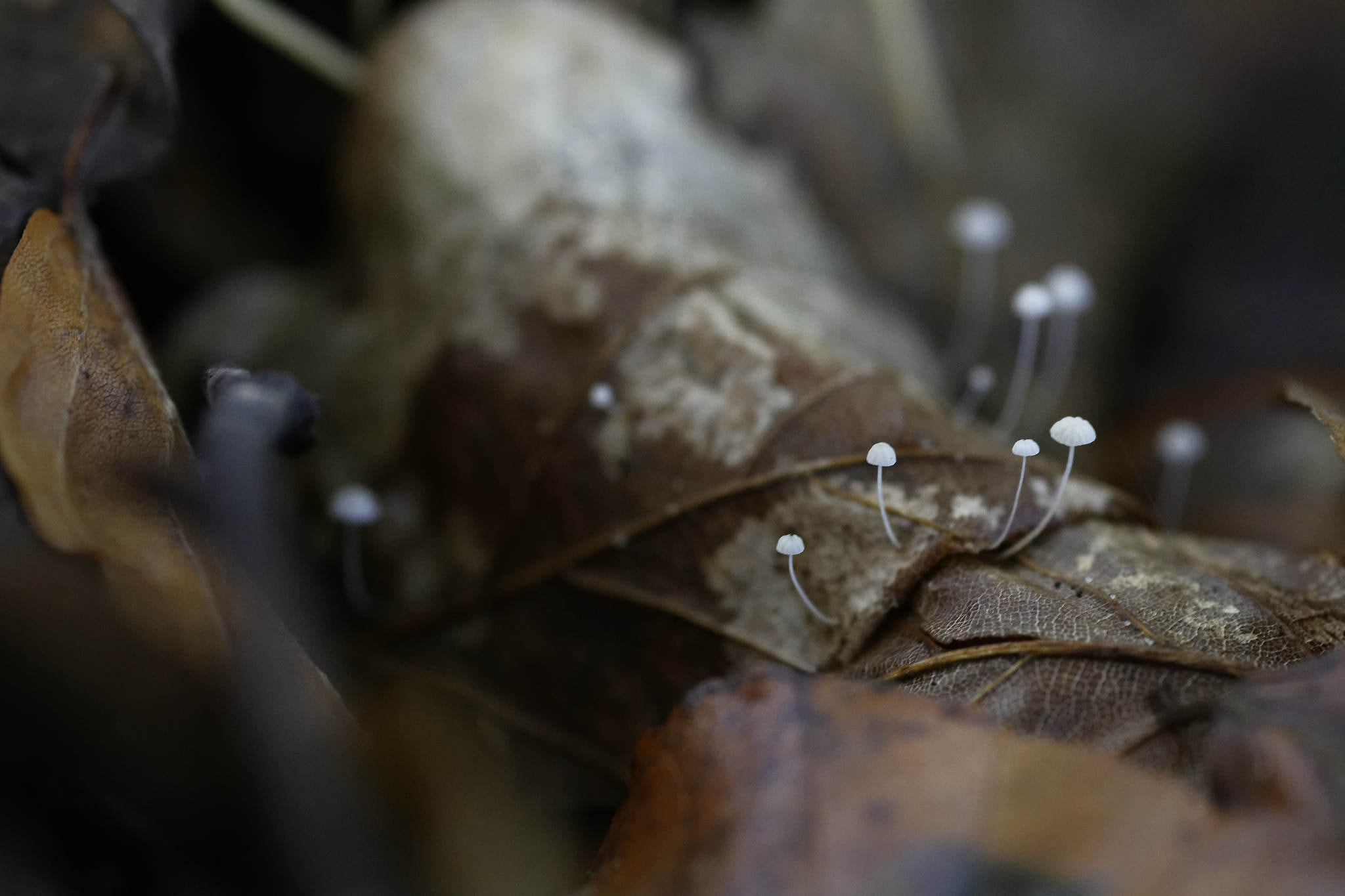 Nikon D7200 + Sigma 105mm F2.8 EX DG Macro sample photo. La vie est partout - life is everwhere photography