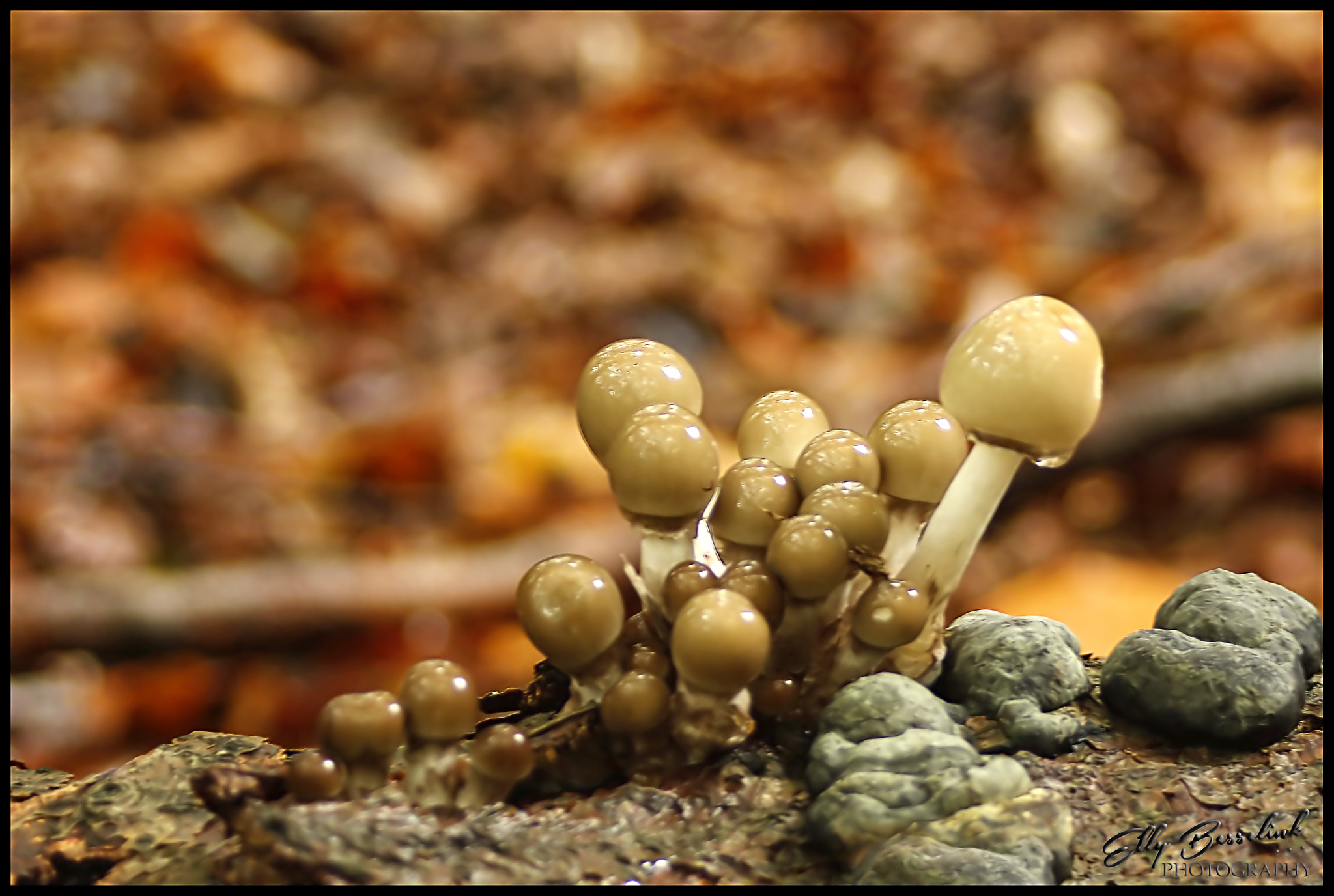 Canon EF 28-80mm f/3.5-5.6 sample photo. Tiny mushrooms together photography