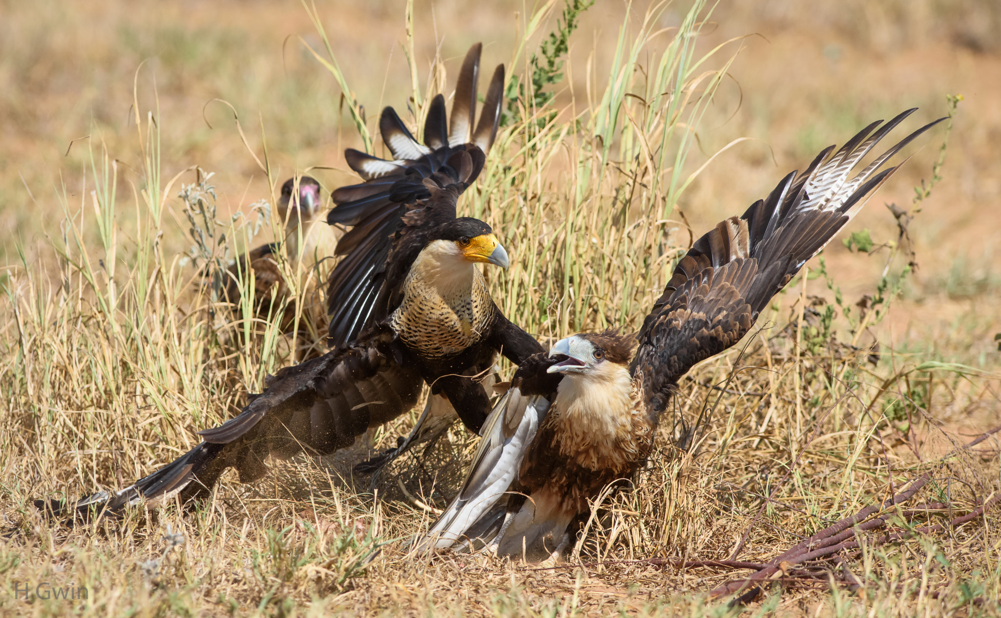 Nikon AF-S Nikkor 300mm F2.8G ED VR II sample photo. Crested caracara photography