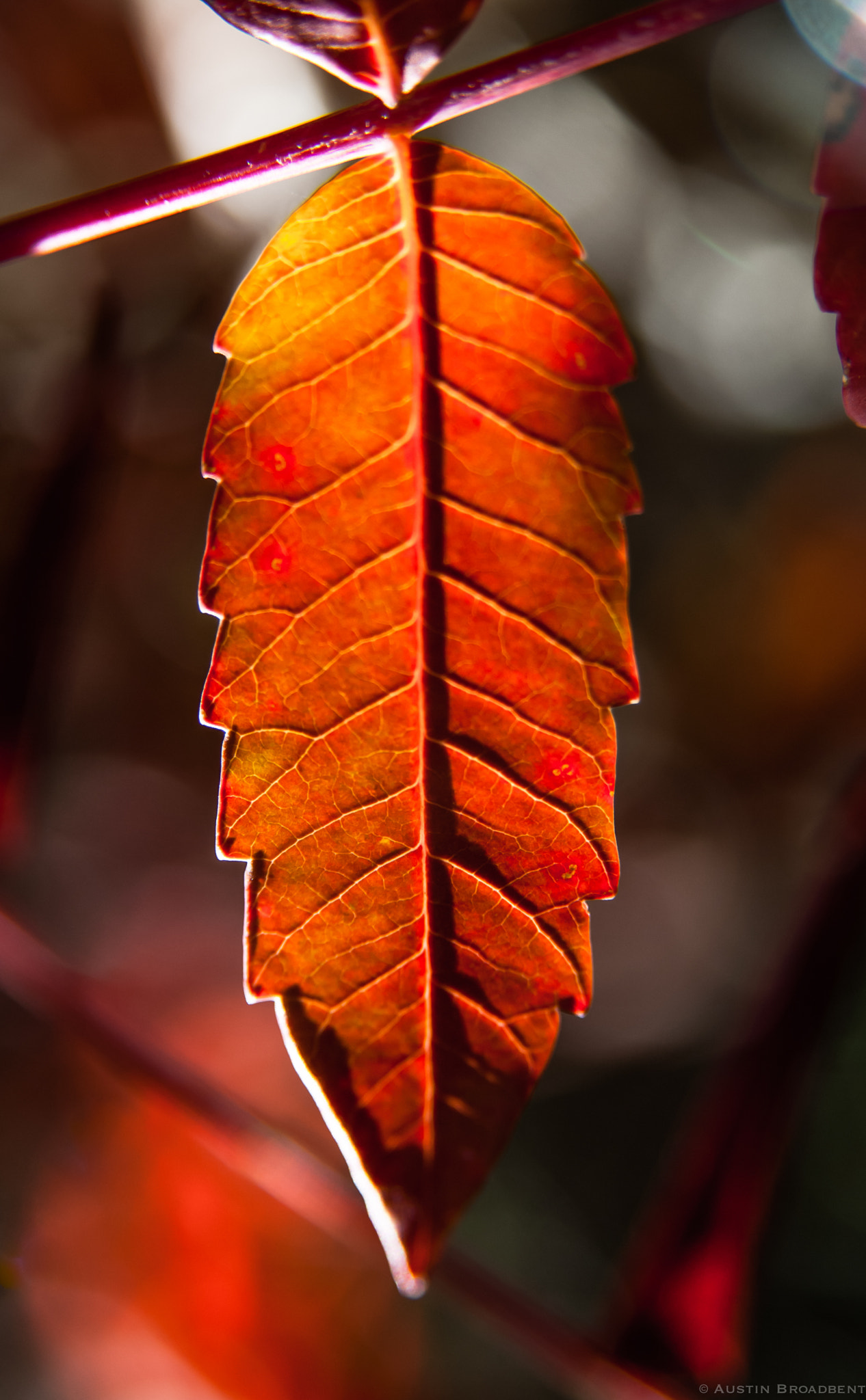 Nikon D2X sample photo. Autumn still photography