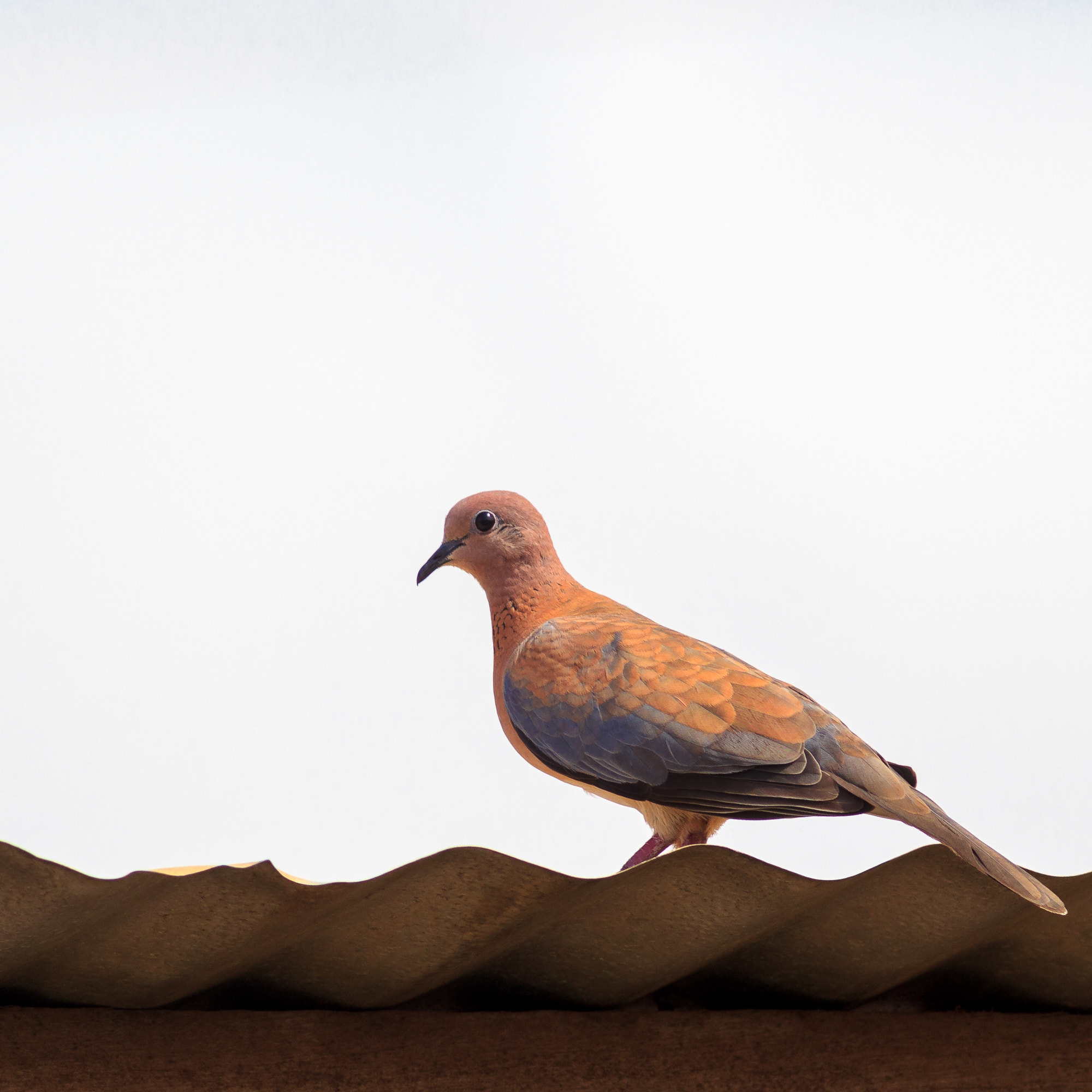 Canon EOS 550D (EOS Rebel T2i / EOS Kiss X4) + Canon EF 400mm F5.6L USM sample photo. Dove on a roof photography