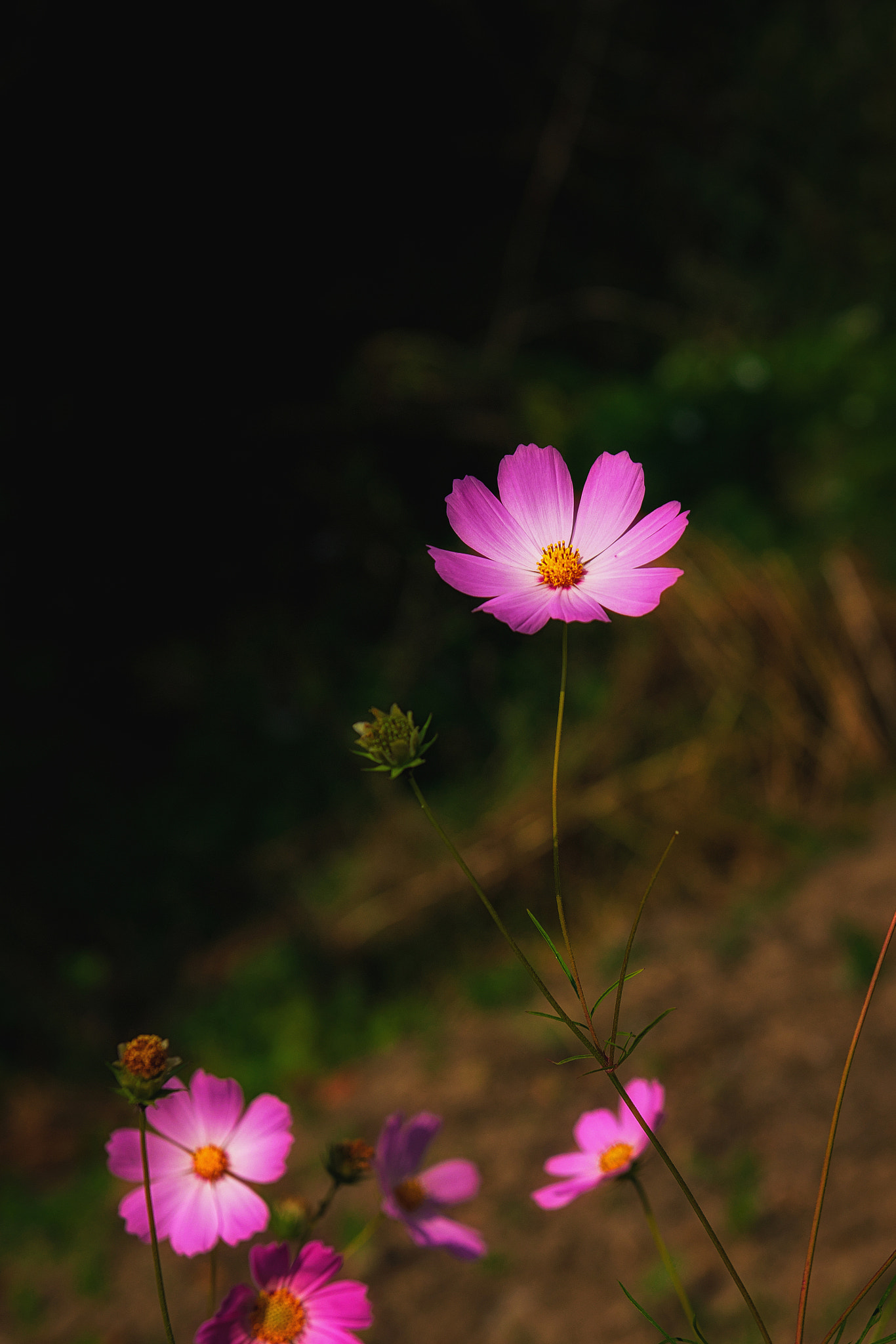 Nikon D800E + 24-70mm F/2.8 G sample photo. Flower photography