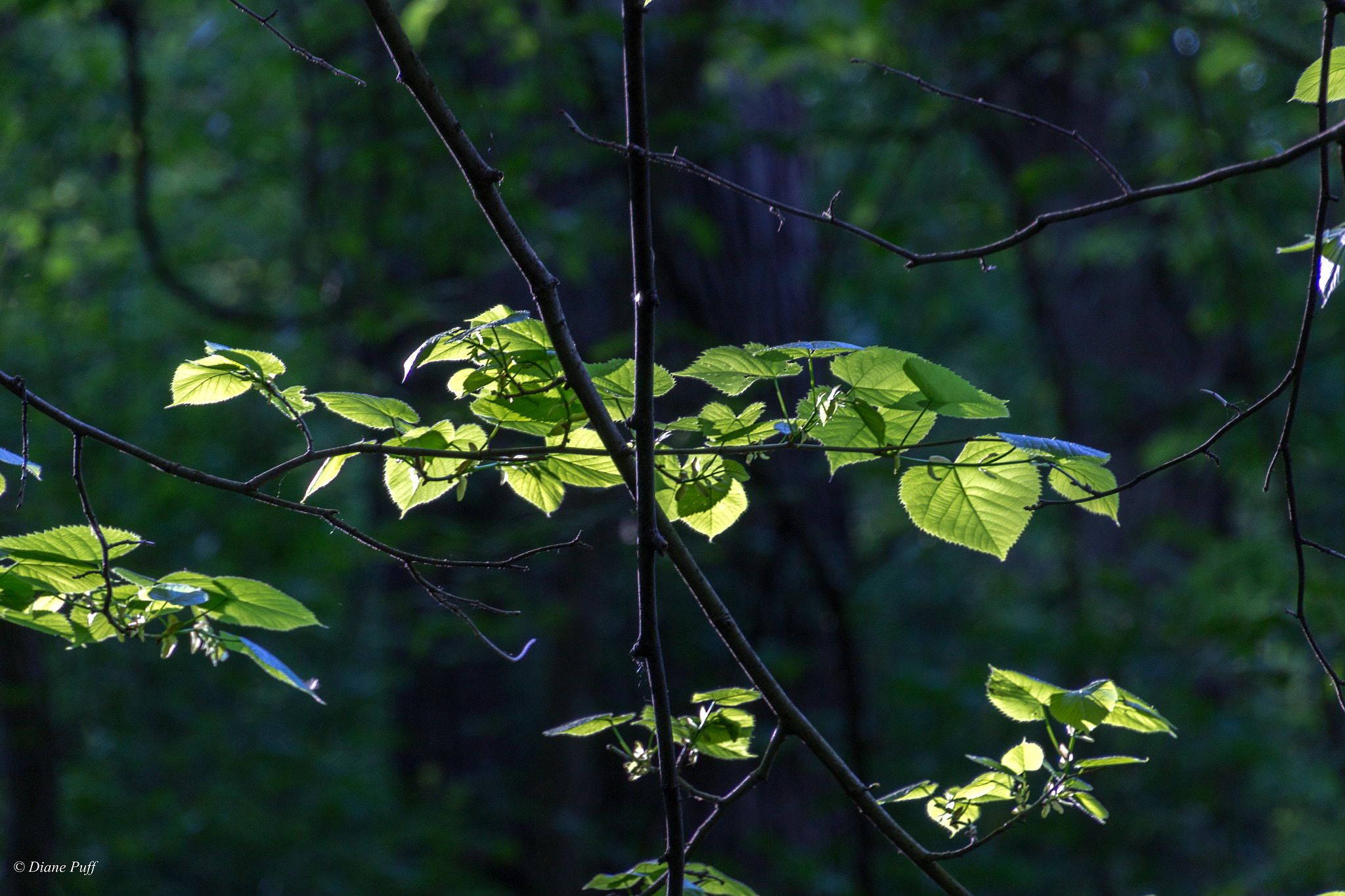 Canon EOS 1200D (EOS Rebel T5 / EOS Kiss X70 / EOS Hi) sample photo. You light up my leaves?  photography
