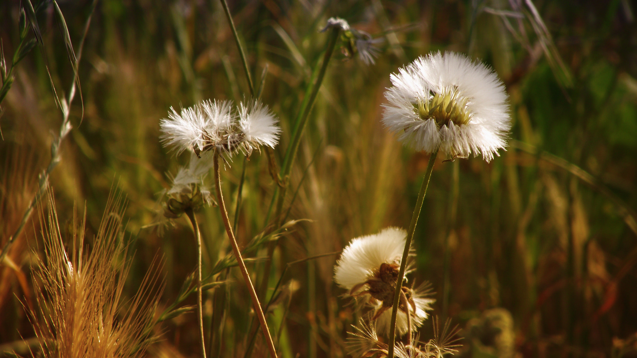 FujiFilm FinePix S2500HD (FinePix S2600HD) sample photo. Κλέφτης, ο αέρινος! - dandelion photography