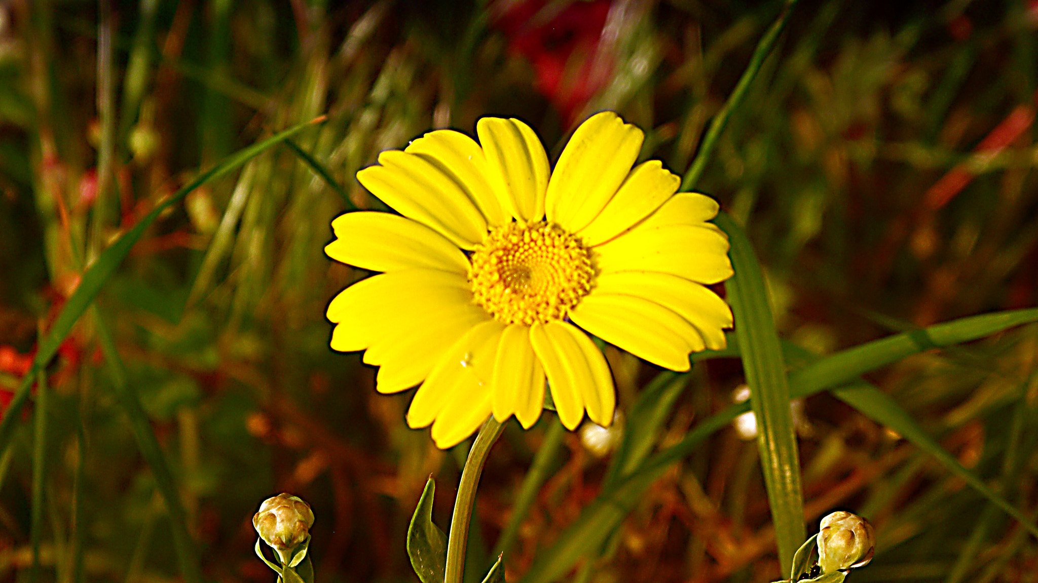 FujiFilm FinePix S2500HD (FinePix S2600HD) sample photo. Yellow daisy photography