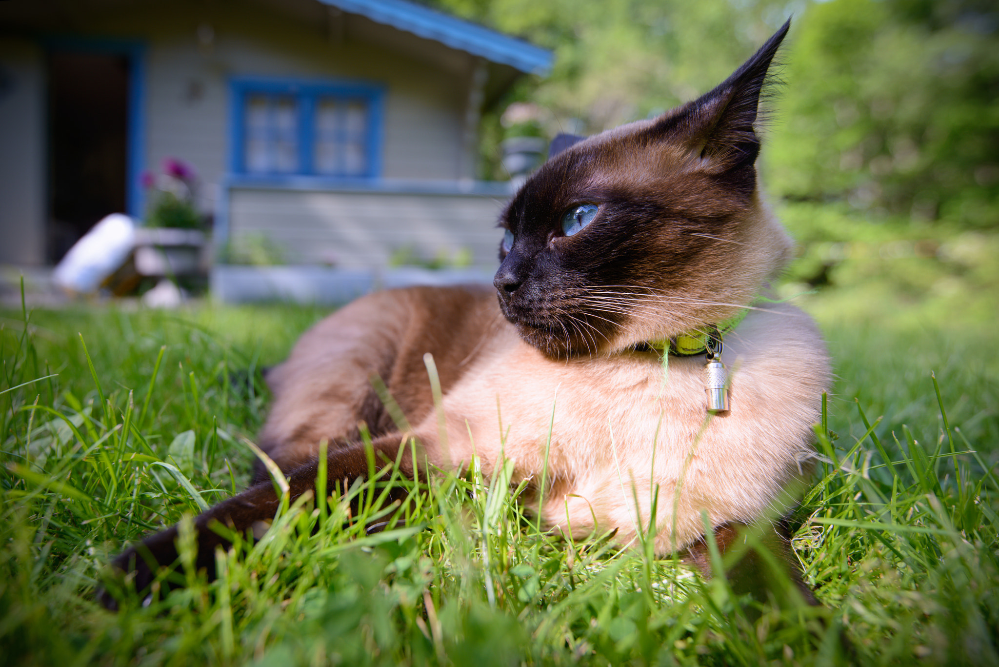 Tamron SP 15-30mm F2.8 Di VC USD sample photo. My cat safira photography