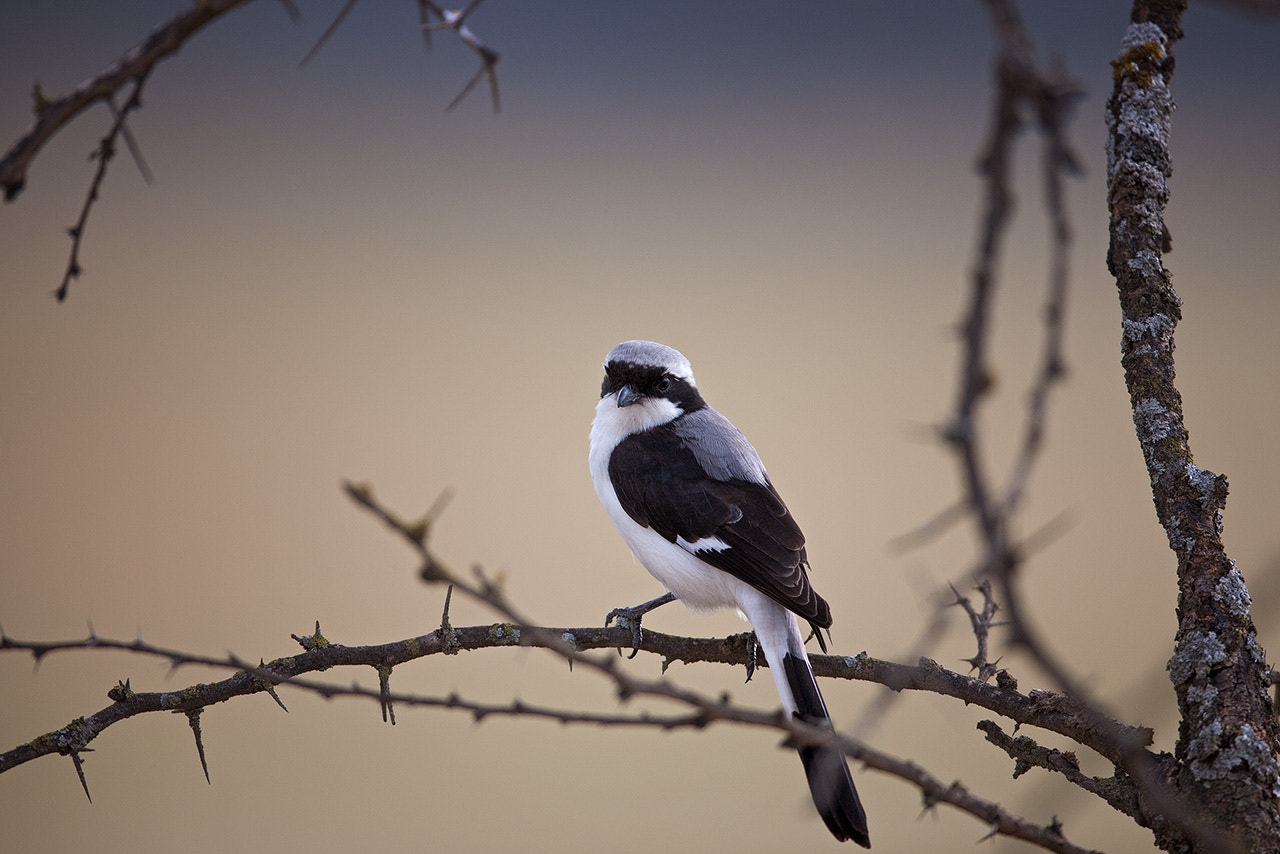 Canon EF 600mm f/4L IS sample photo. ++ photography