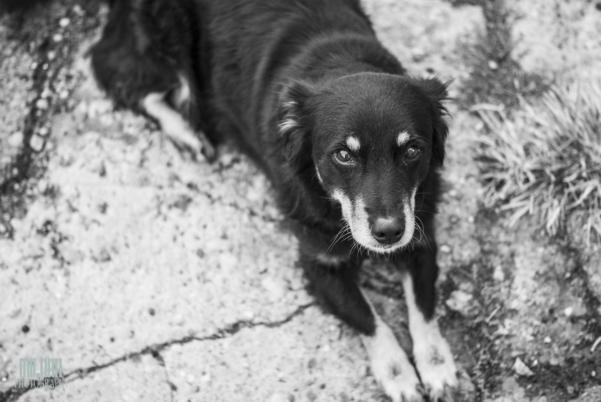 Sony Alpha DSLR-A200 + Sony DT 50mm F1.8 SAM sample photo. Love you, dog photography