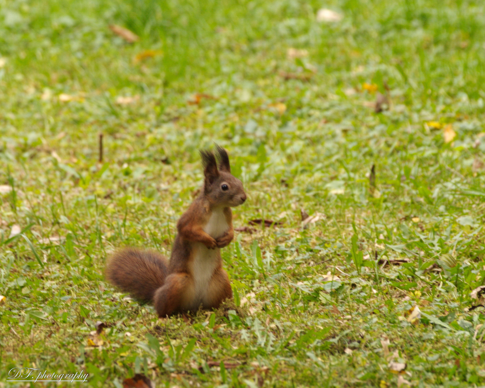 Canon 70.0-300.0 mm sample photo. Figyelő photography