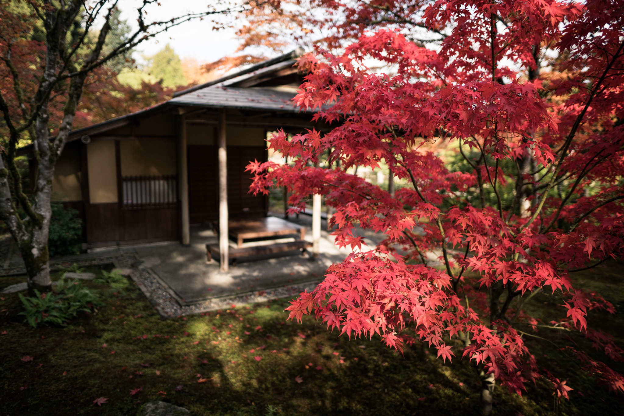 Sigma 24mm F1.4 DG HSM Art sample photo. Japanese garden in seattle photography