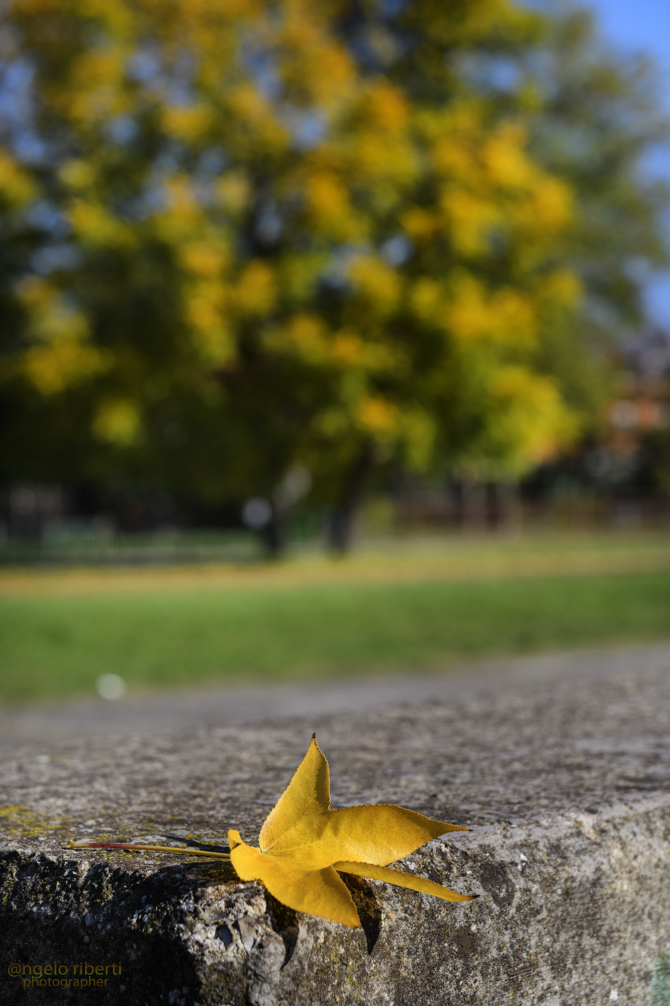 Nikon D500 + Sigma 50mm F1.4 DG HSM Art sample photo. L’autunno è una seconda primavera ... photography