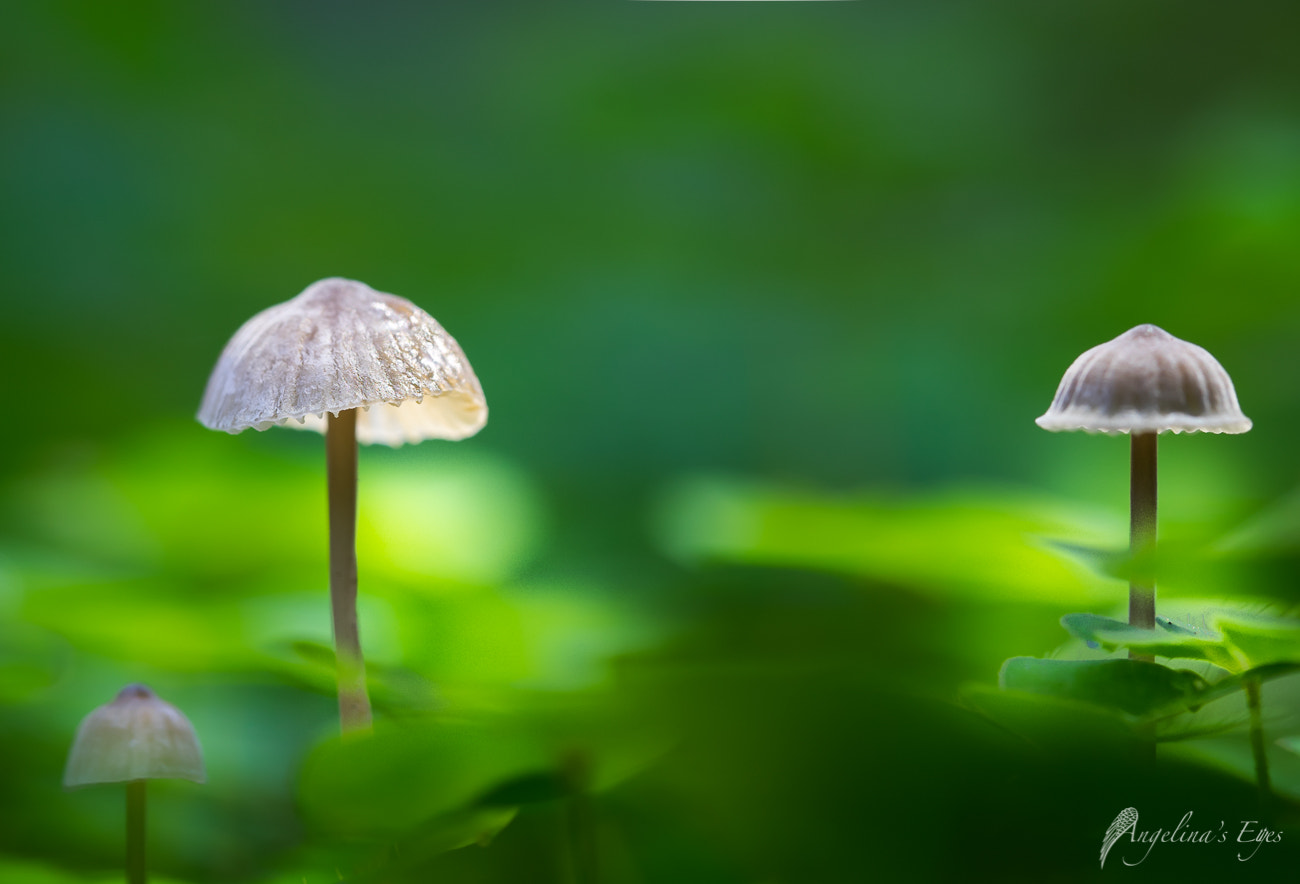 100mm F2.8 G SSM OSS sample photo. Buddhas garden photography