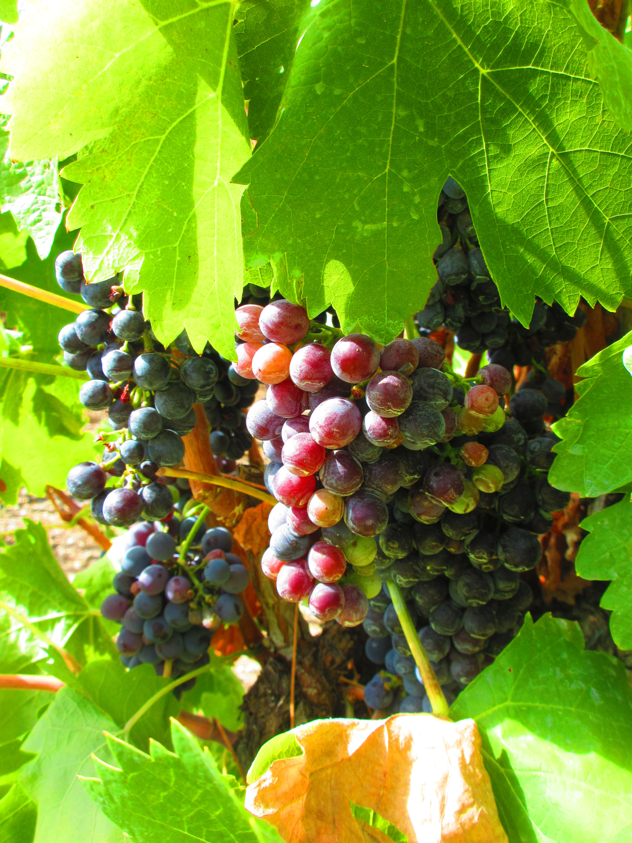 Canon PowerShot ELPH 340 HS (IXUS 265 HS / IXY 630) sample photo. Img grappe de raisin photography