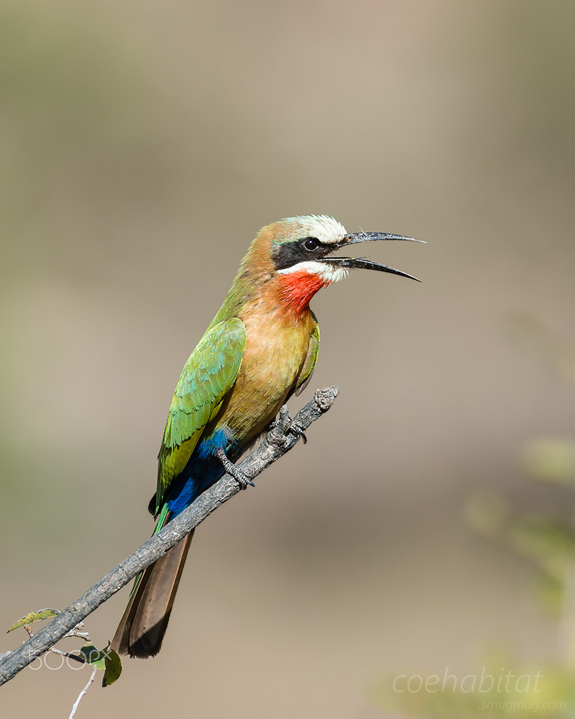 Nikon D800 sample photo. White fronted bee-eater photography