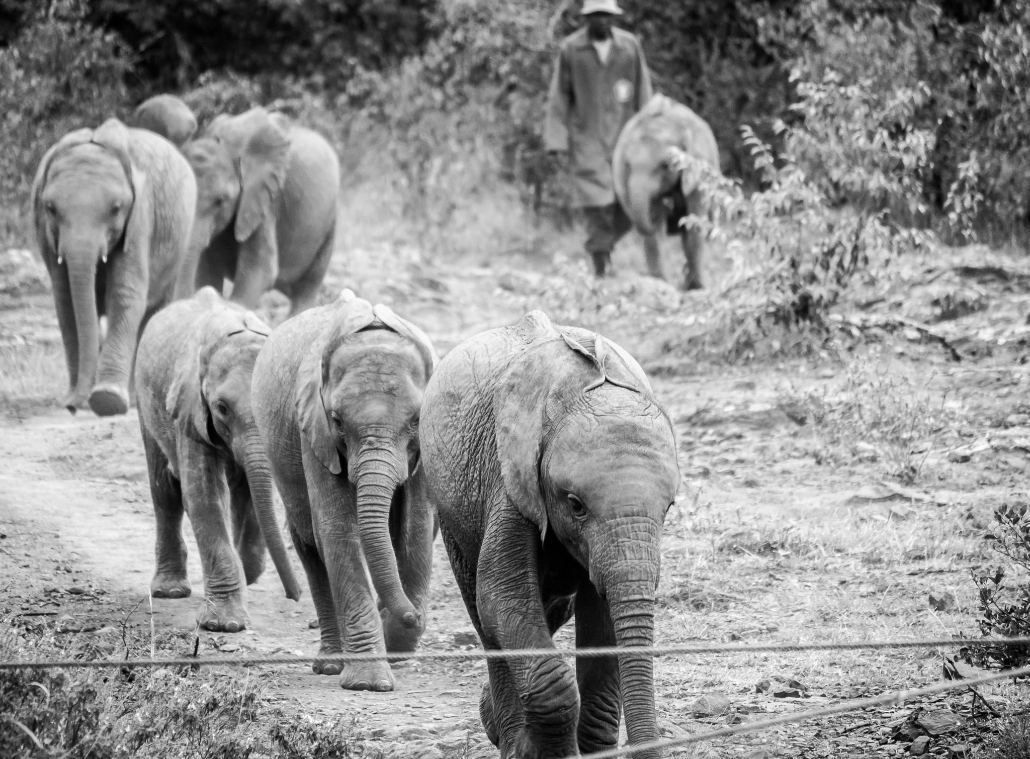 Canon EF-S 55-250mm F4-5.6 IS sample photo. Elephant race photography