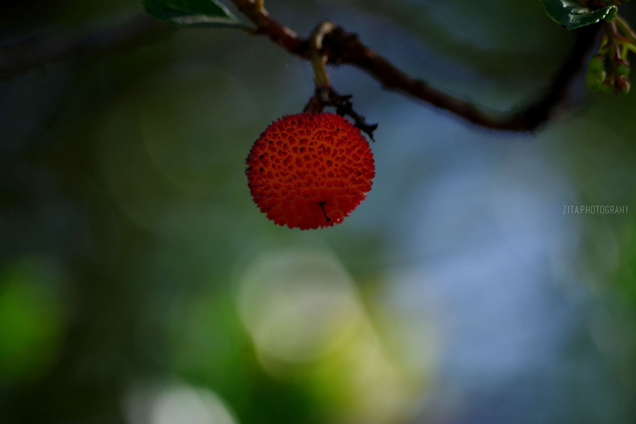 Pentax K-S2 sample photo. Autumn photography