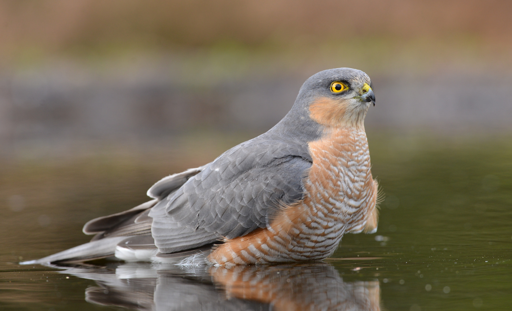 Nikon D600 + Nikon AF-S Nikkor 500mm F4G ED VR sample photo. Sperwer photography