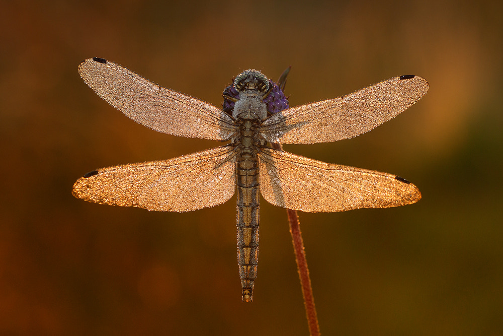 Sony Alpha DSLR-A700 + Tamron SP AF 90mm F2.8 Di Macro sample photo. Full of drops! photography